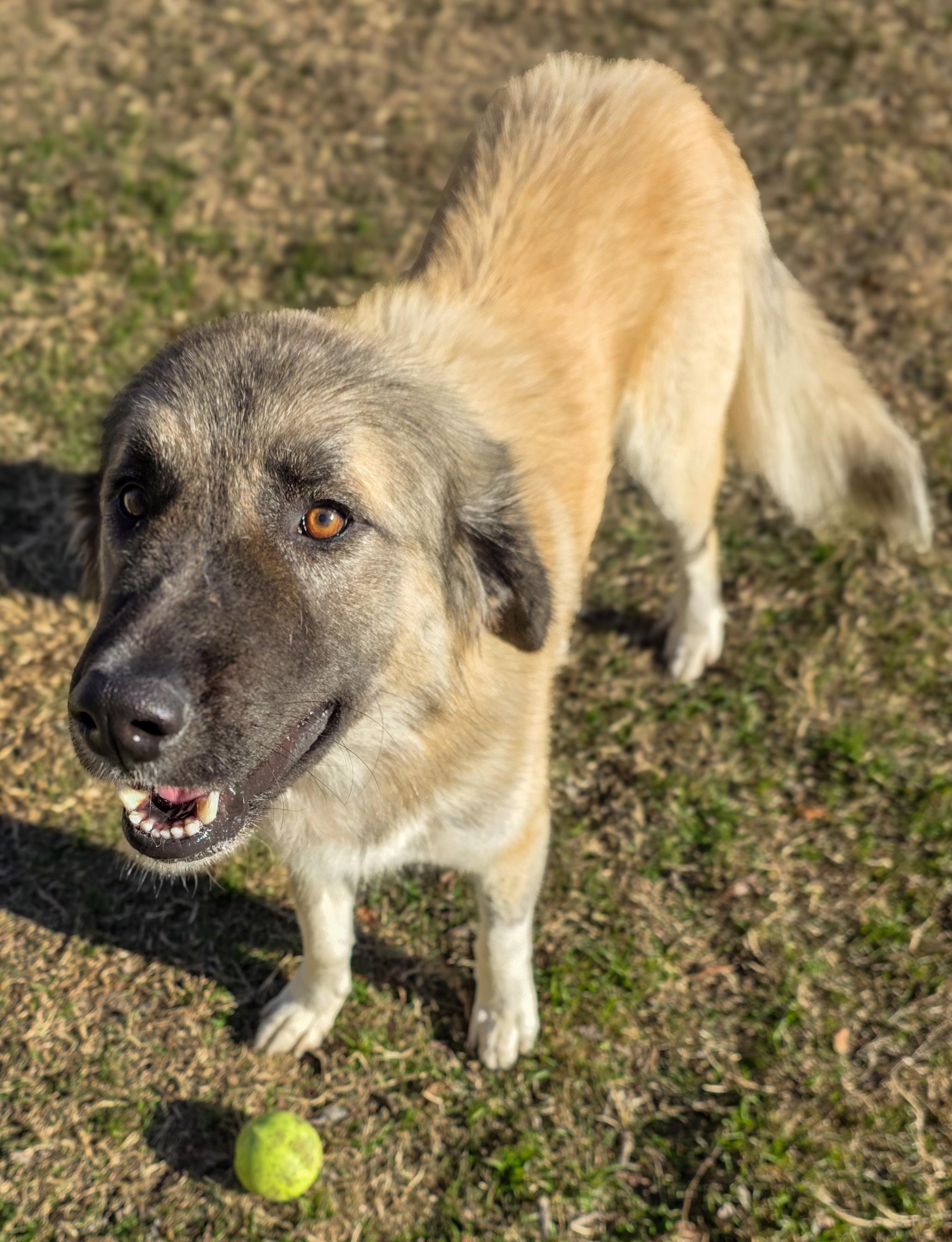 Enlarge Ray, a Adoptable Anatolian Shepherd in Cincinnati, OH image 4/6