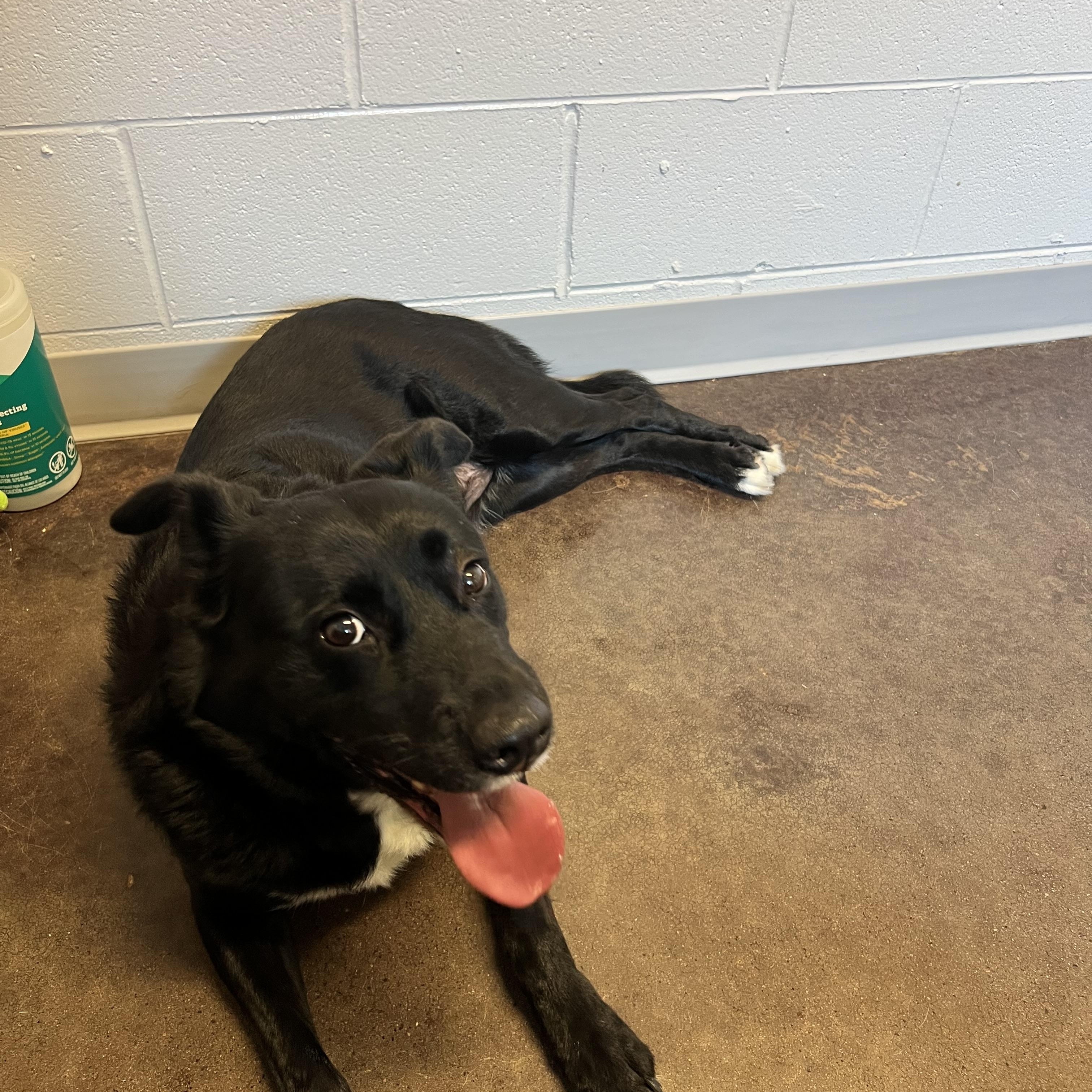 Khalani, a Adoptable mixed breed in Horn Lake, MS image 3/6