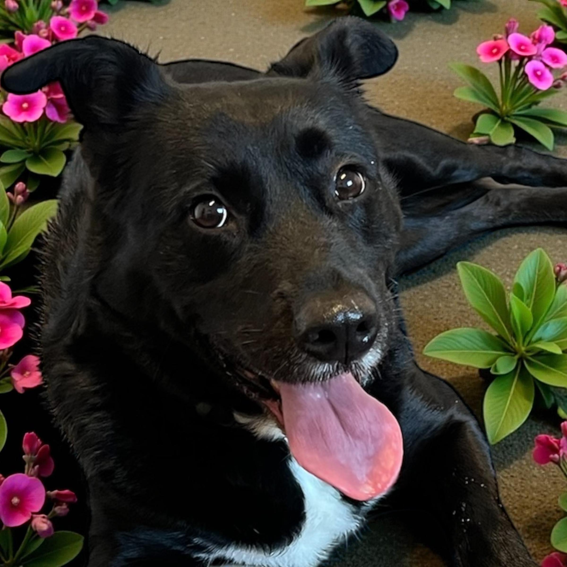 Khalani, a Adoptable mixed breed in Horn Lake, MS image 1/6