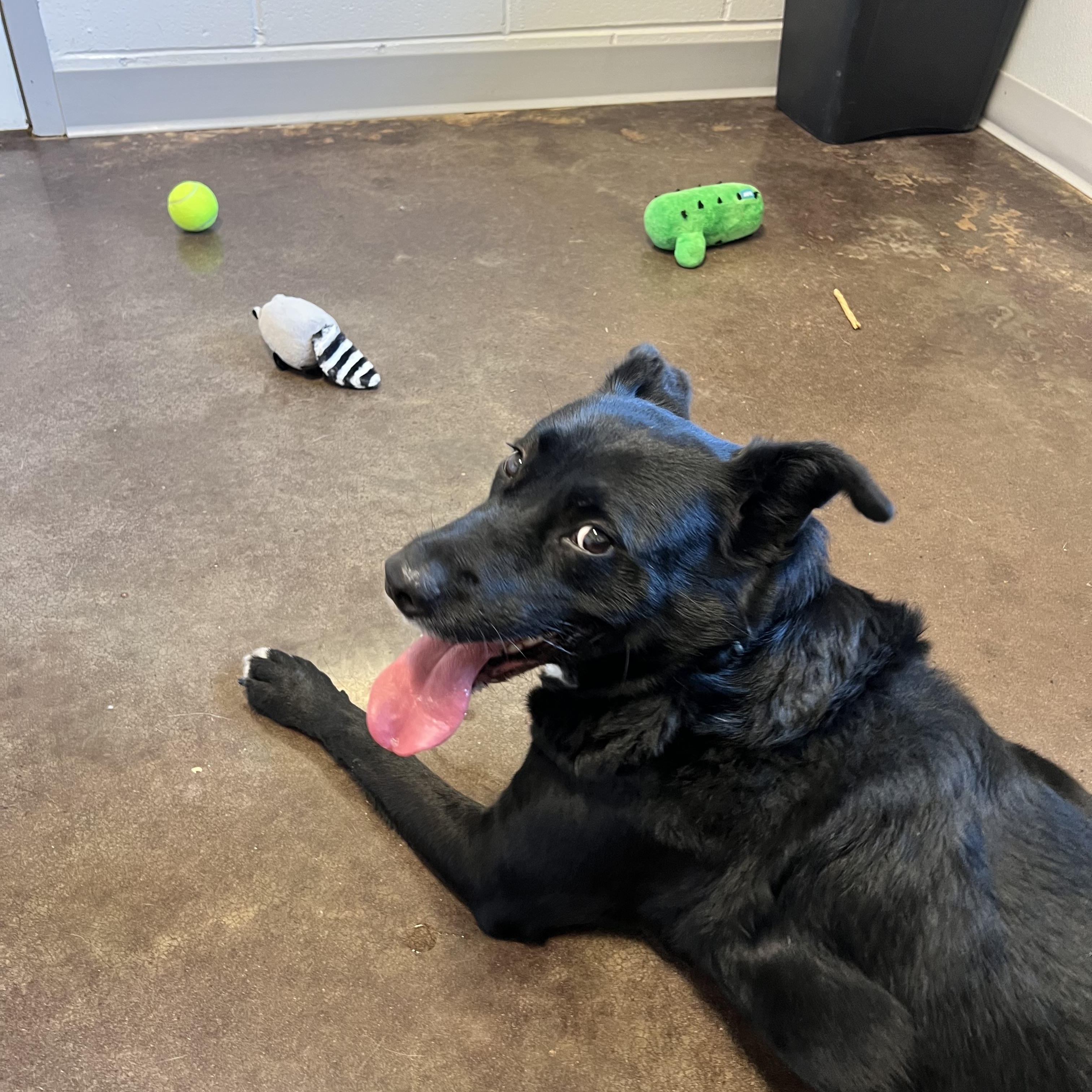 Khalani, a Adoptable mixed breed in Horn Lake, MS image 4/6