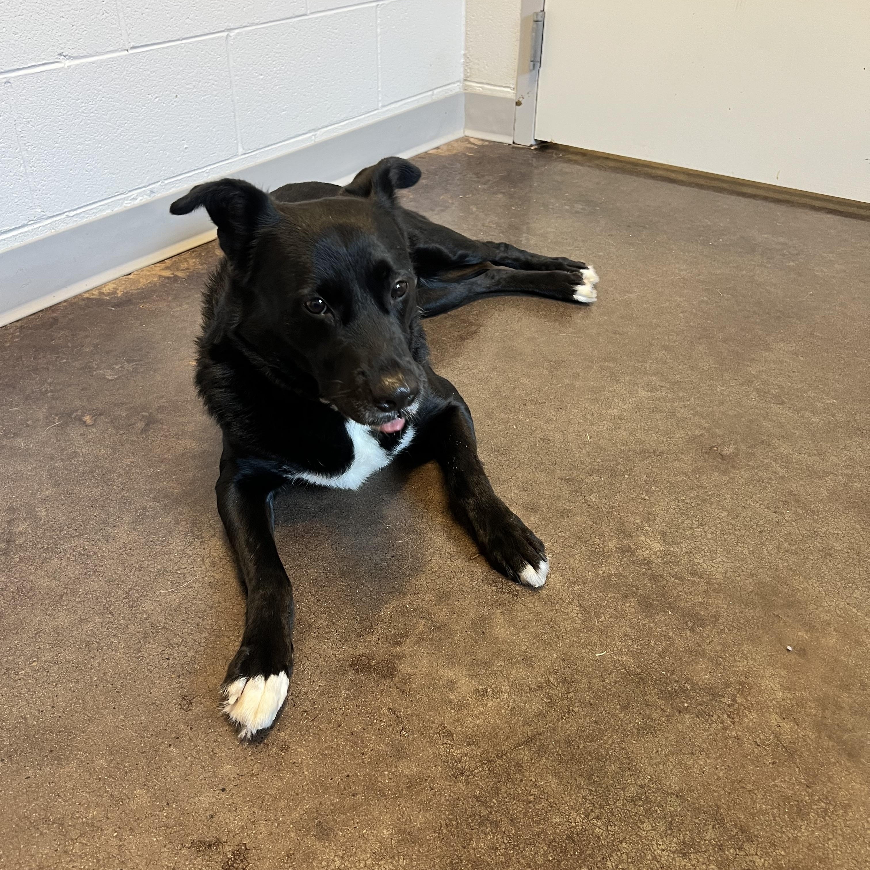 Khalani, a Adoptable mixed breed in Horn Lake, MS image 5/6