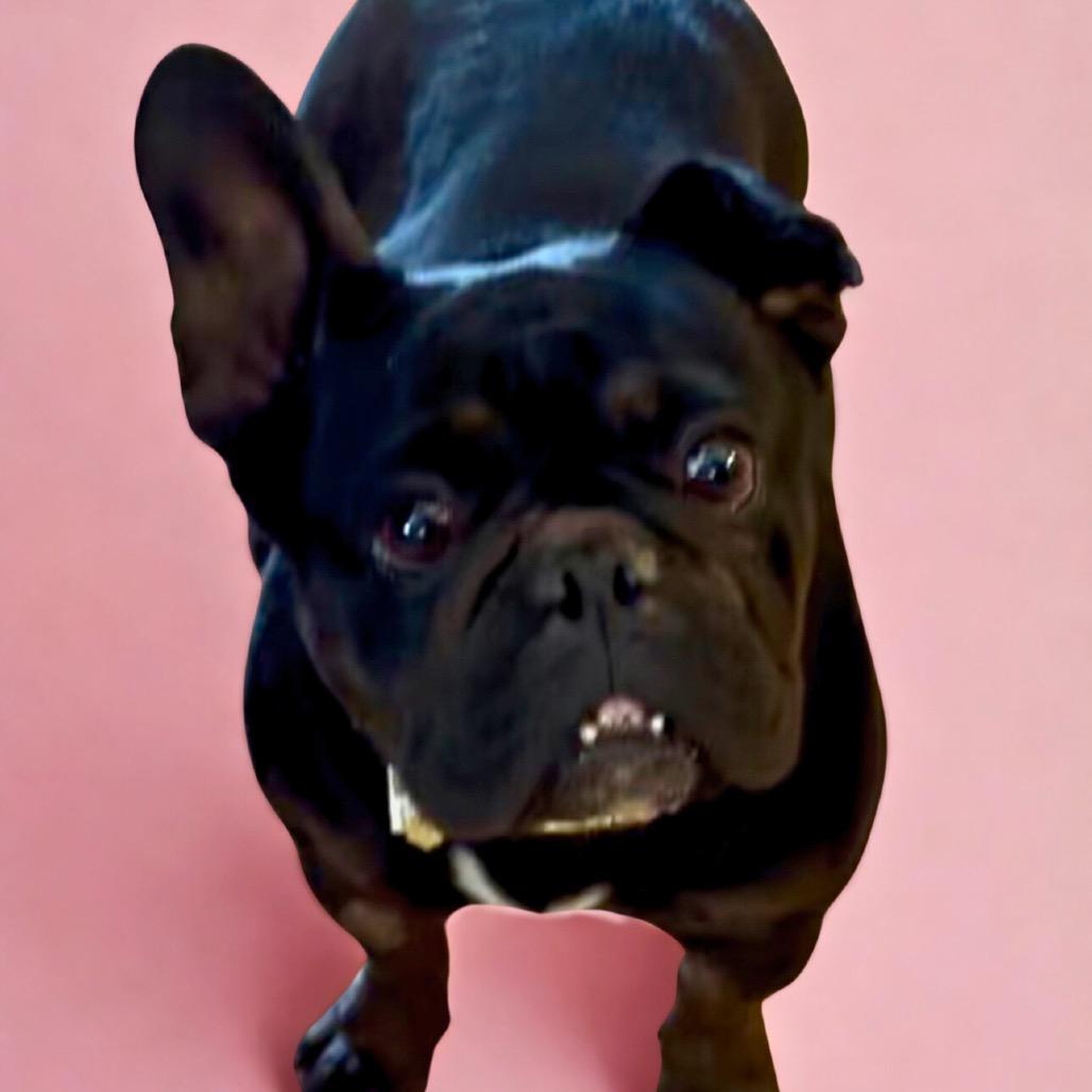 Nova, Adoptable, Adult Female French Bulldog.