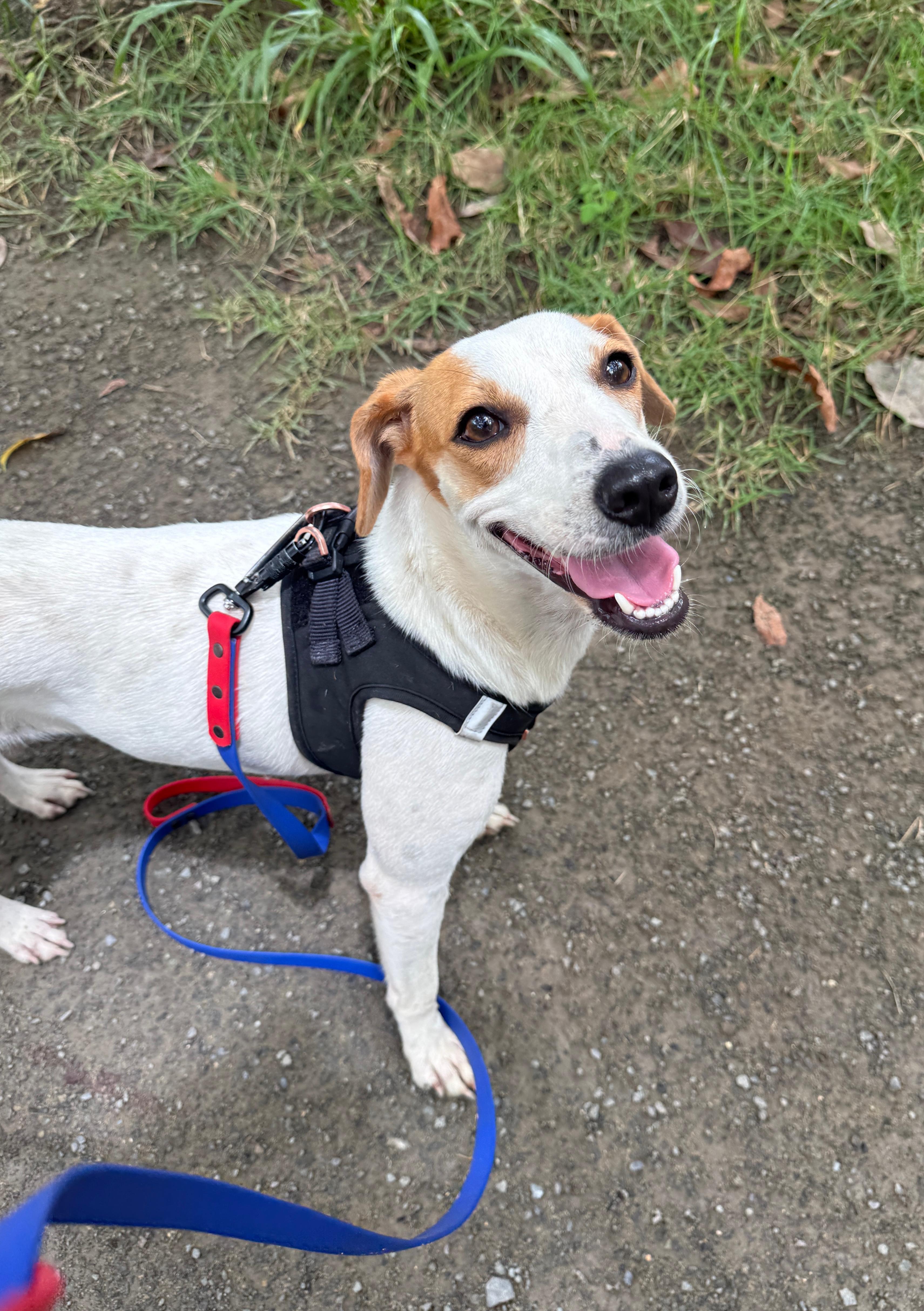 Ariel, adopted, Young Female Jack Russell Terrier.