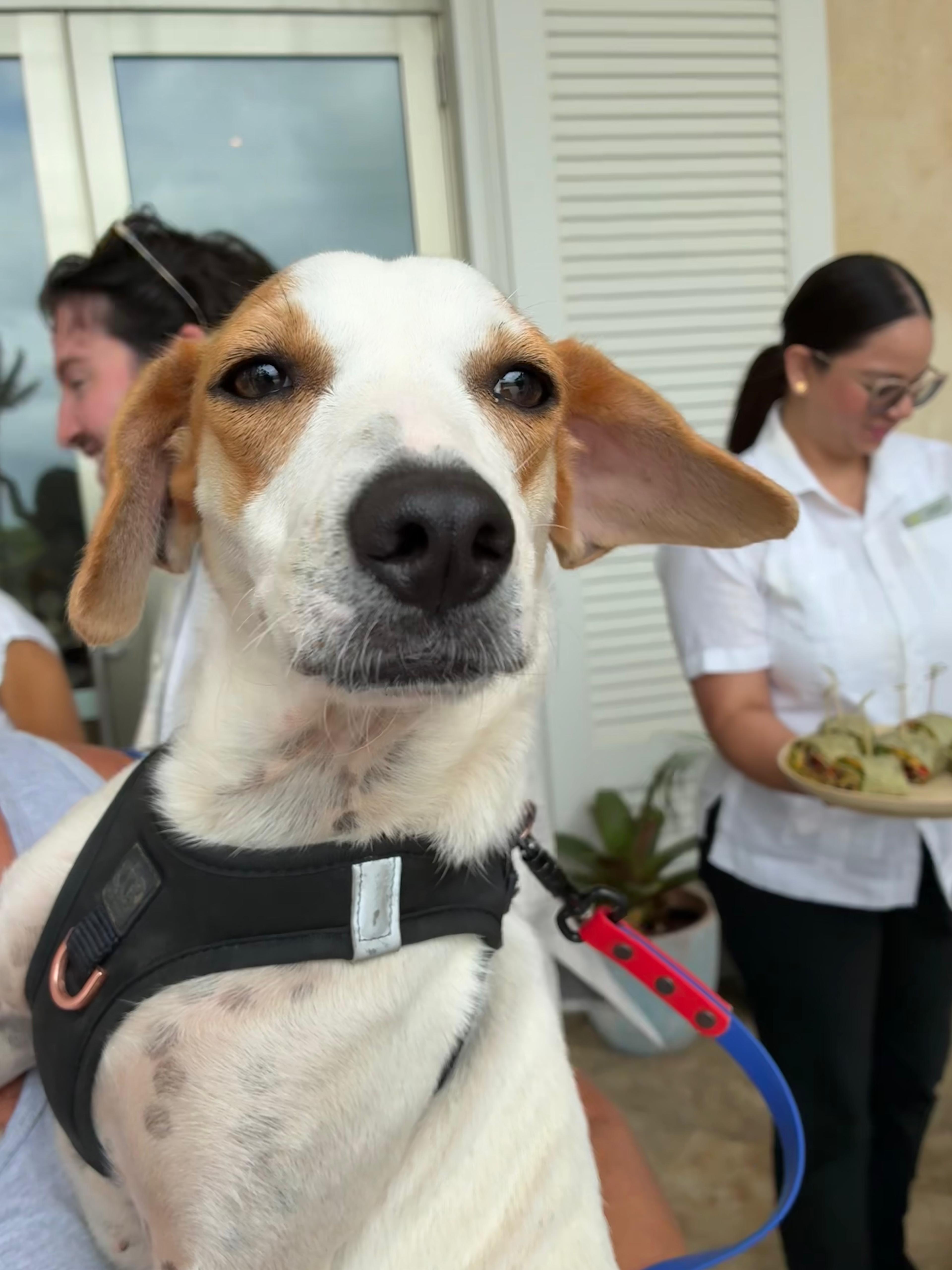 Enlarge Ariel, an adopted mixed breed in Rio Grande , PR image 4/5