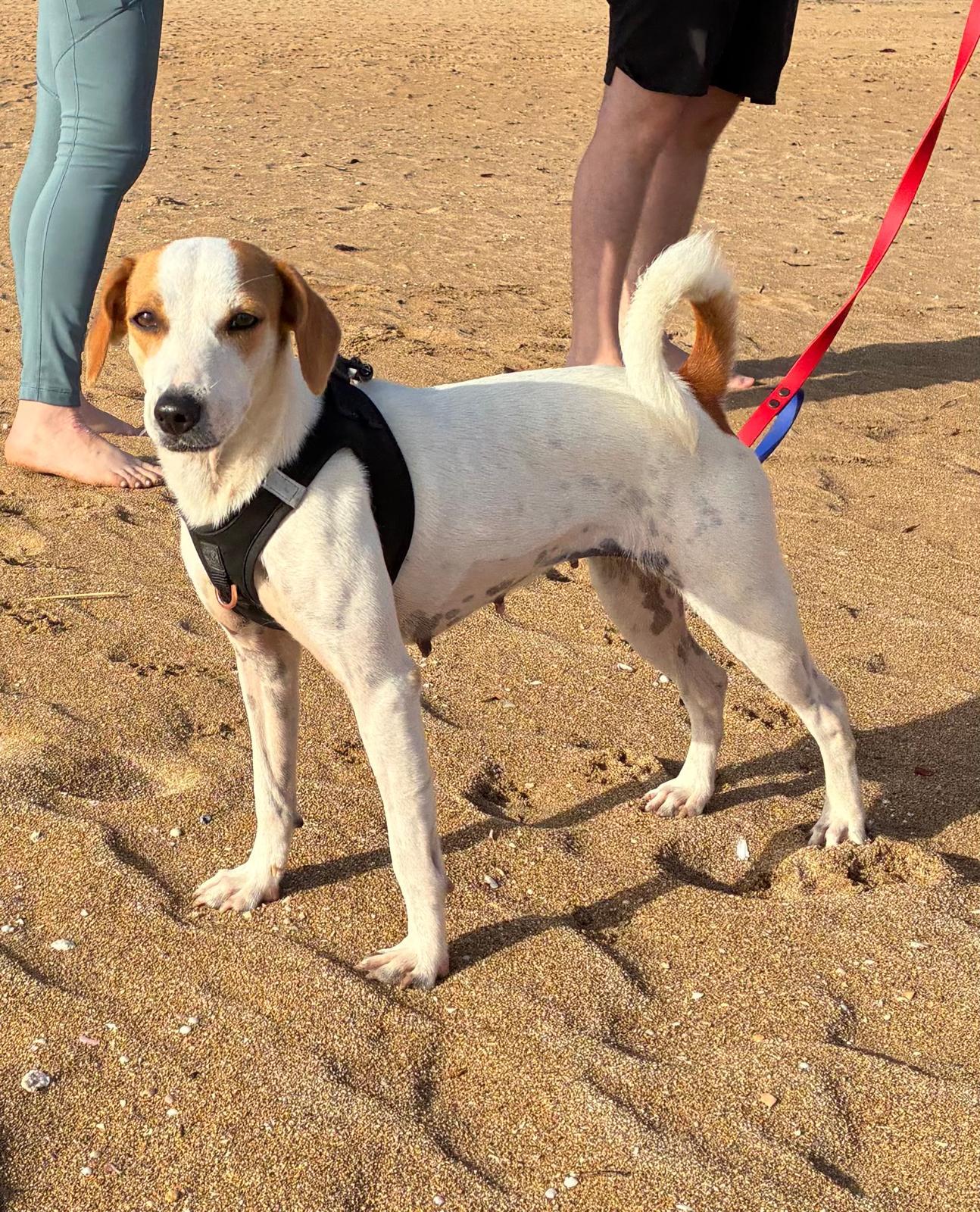 Enlarge Ariel, an adopted mixed breed in Rio Grande , PR image 3/5