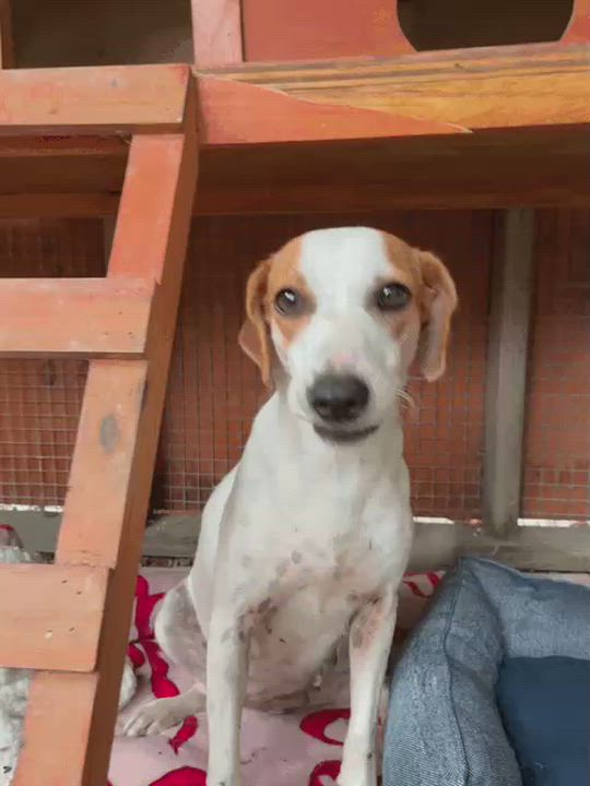 Enlarge Ariel, an adopted mixed breed in Rio Grande , PR video 2/5