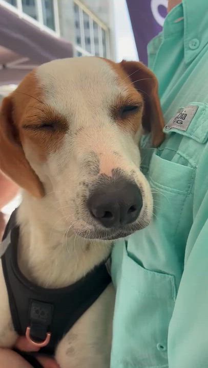 Enlarge Ariel, an adopted mixed breed in Rio Grande , PR video 5/5