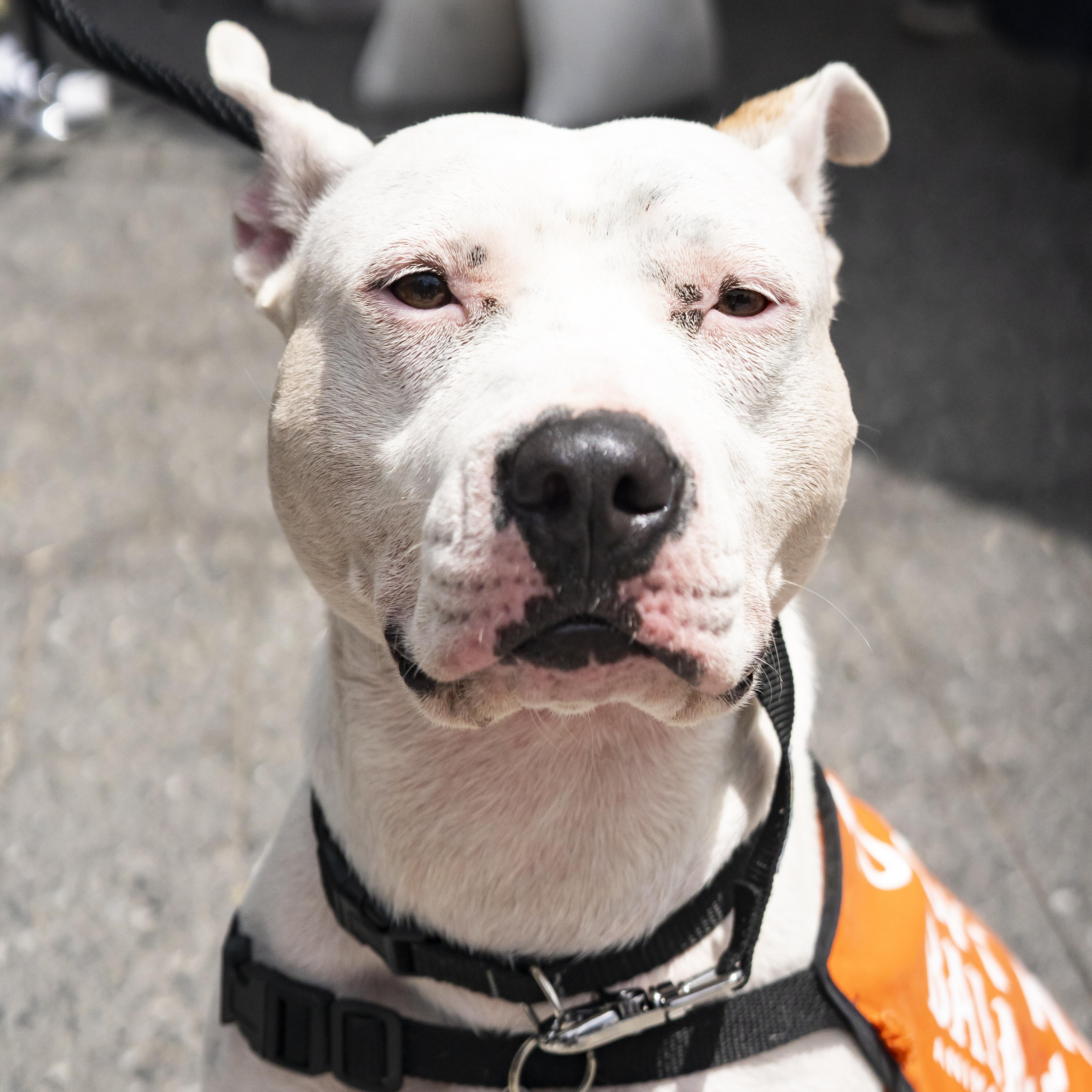 Mikey Madison, Young Female Pit Bull Terrier