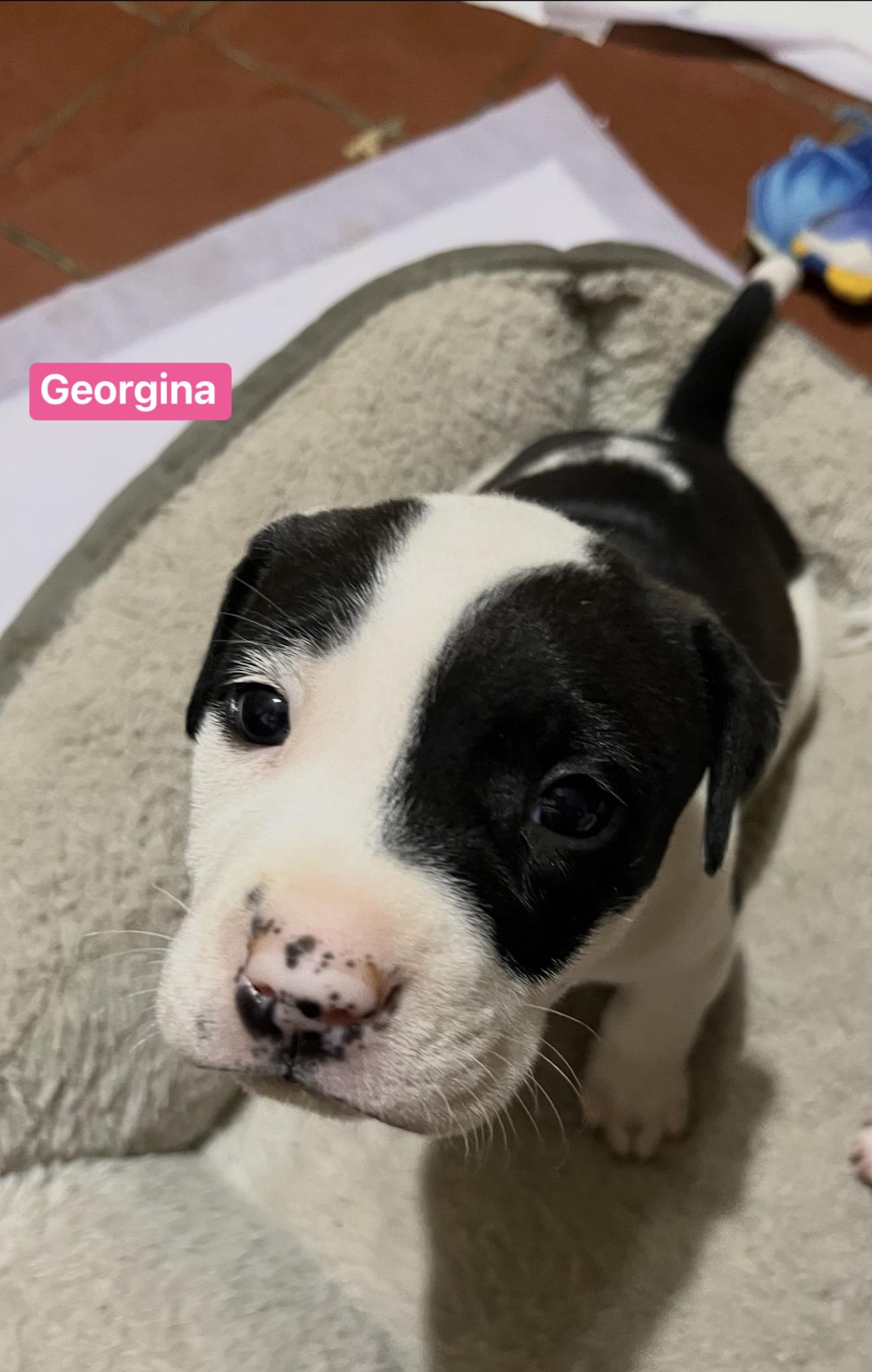 Georgina , adopted, Puppy Female Pit Bull Terrier.