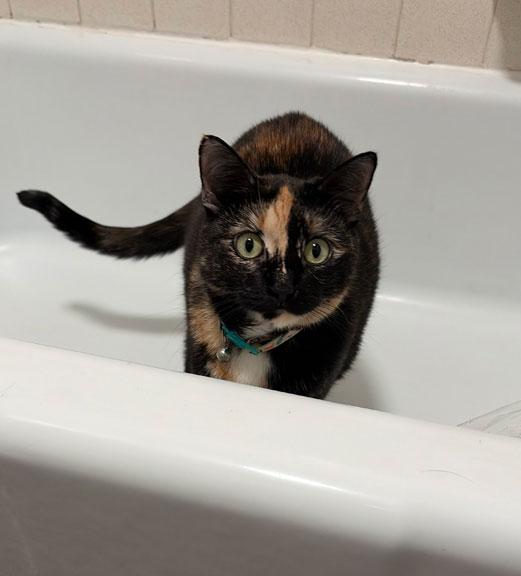 Briar Rose/Leeann COURTESY LISTING, adoptable, Young Female Tortoiseshell.