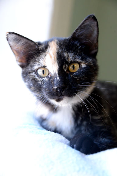 Briar Rose/Leeann COURTESY LISTING, an adoptable Tortoiseshell in Fort Leavenworth, KS image 3/6