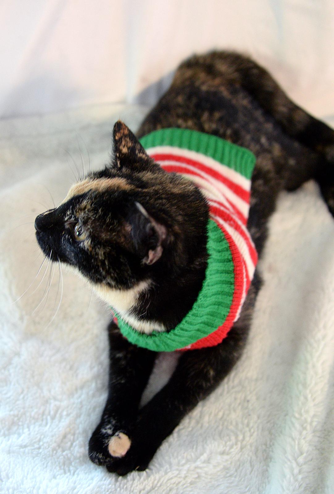 Briar Rose/Leeann COURTESY LISTING, an adoptable Tortoiseshell in Fort Leavenworth, KS image 5/6