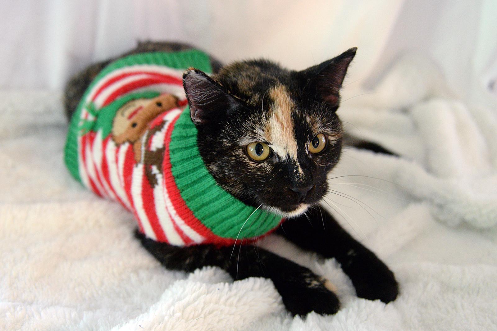 Briar Rose/Leeann COURTESY LISTING, an adoptable Tortoiseshell in Fort Leavenworth, KS image 4/6
