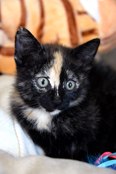 Briar Rose/Leeann COURTESY LISTING, an adoptable Tortoiseshell in Fort Leavenworth, KS image 6/6