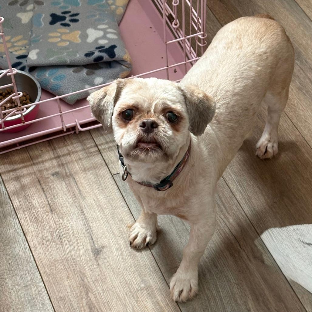 Enlarge Mariah, a ADOPTABLE Shih Tzu in Columbia, MO image 2/4