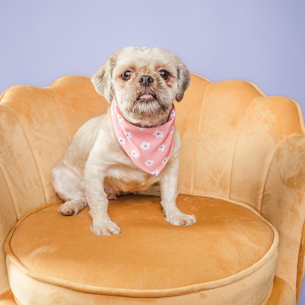 Enlarge Mariah, a ADOPTABLE Shih Tzu in Columbia, MO image 3/4