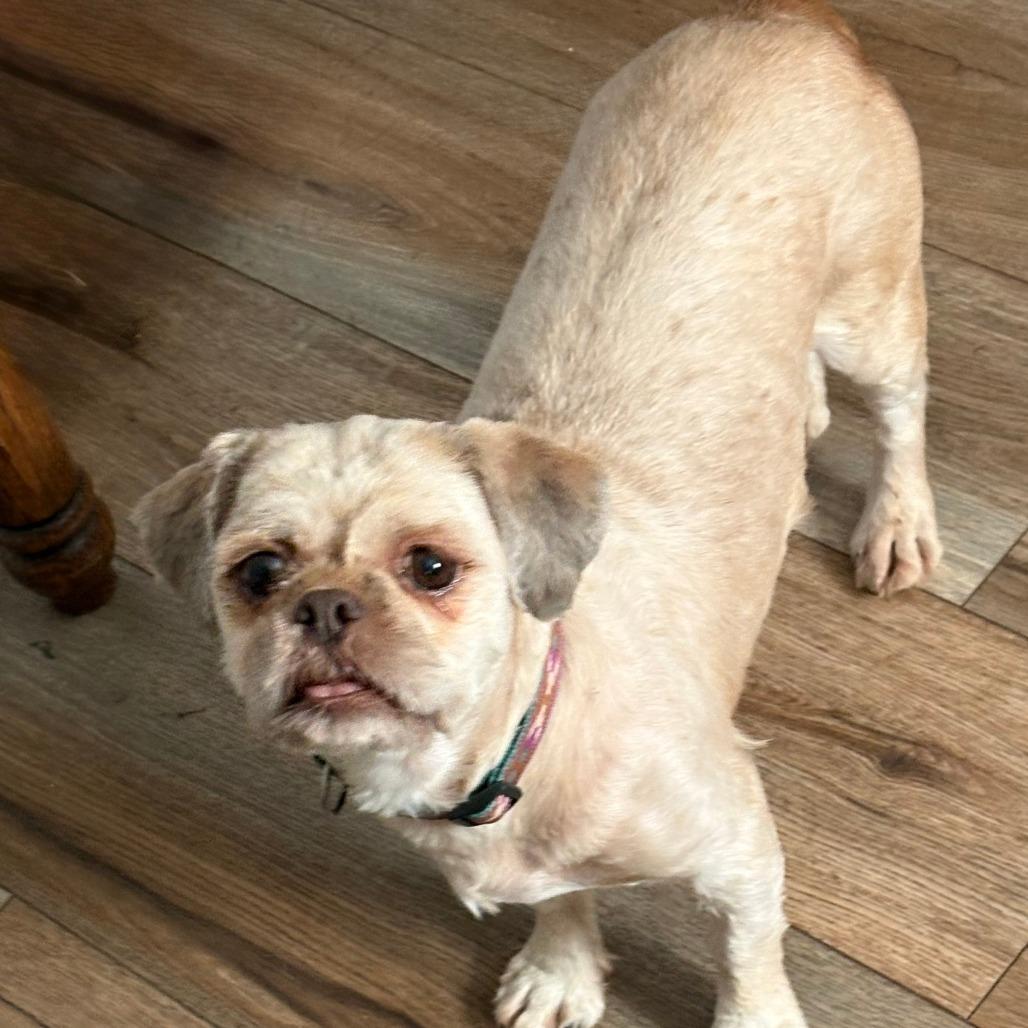 Enlarge Mariah, a ADOPTABLE Shih Tzu in Columbia, MO image 1/4