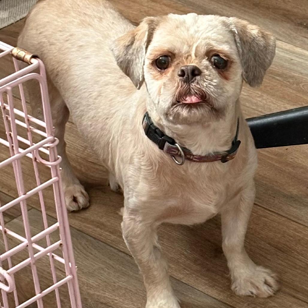Enlarge Mariah, a ADOPTABLE Shih Tzu in Columbia, MO image 4/4