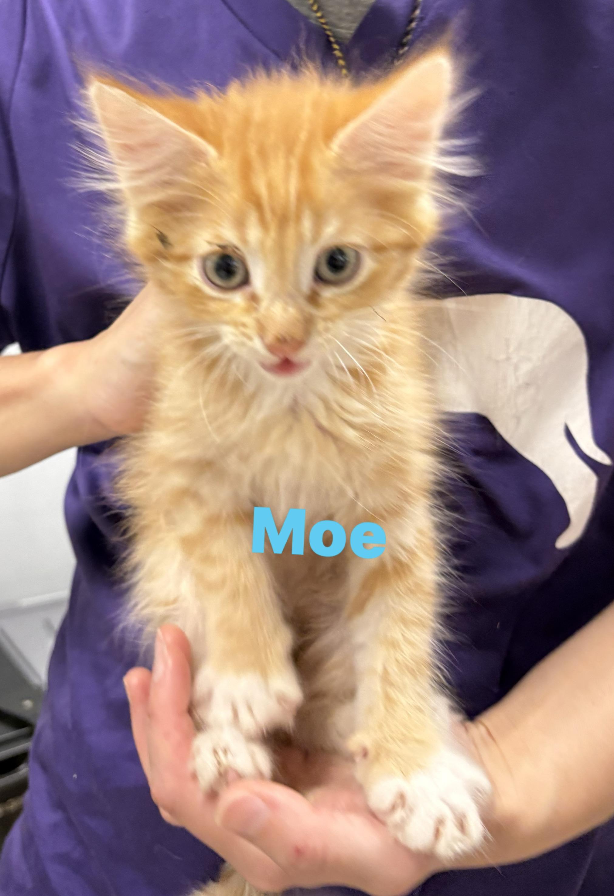 Moe, an adopted Domestic Medium Hair in Wayne , NJ image 3/3