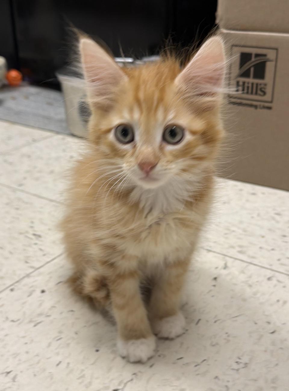 Moe, an adopted Domestic Medium Hair in Wayne , NJ image 1/3
