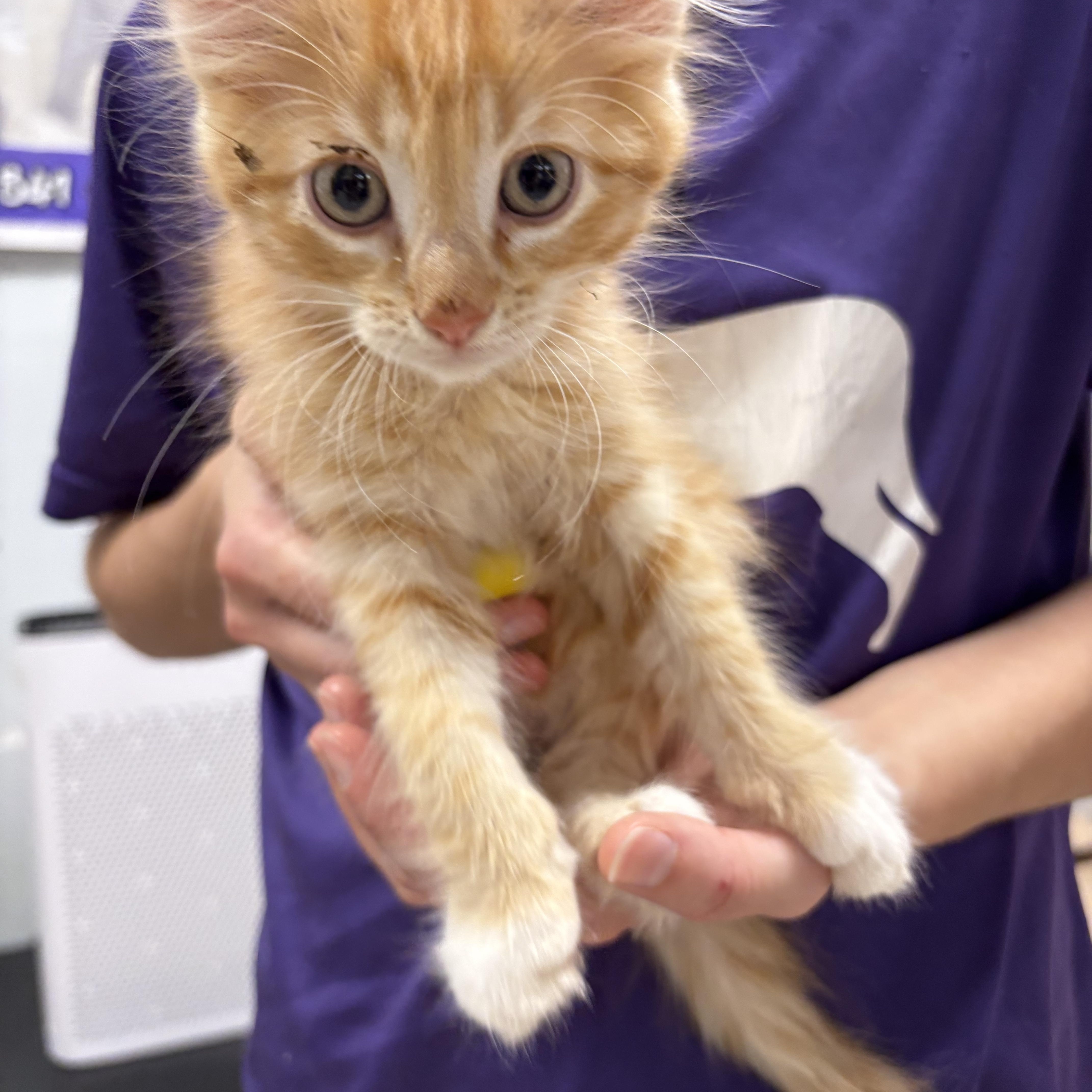 Moe, an adopted Domestic Medium Hair in Wayne , NJ image 2/3
