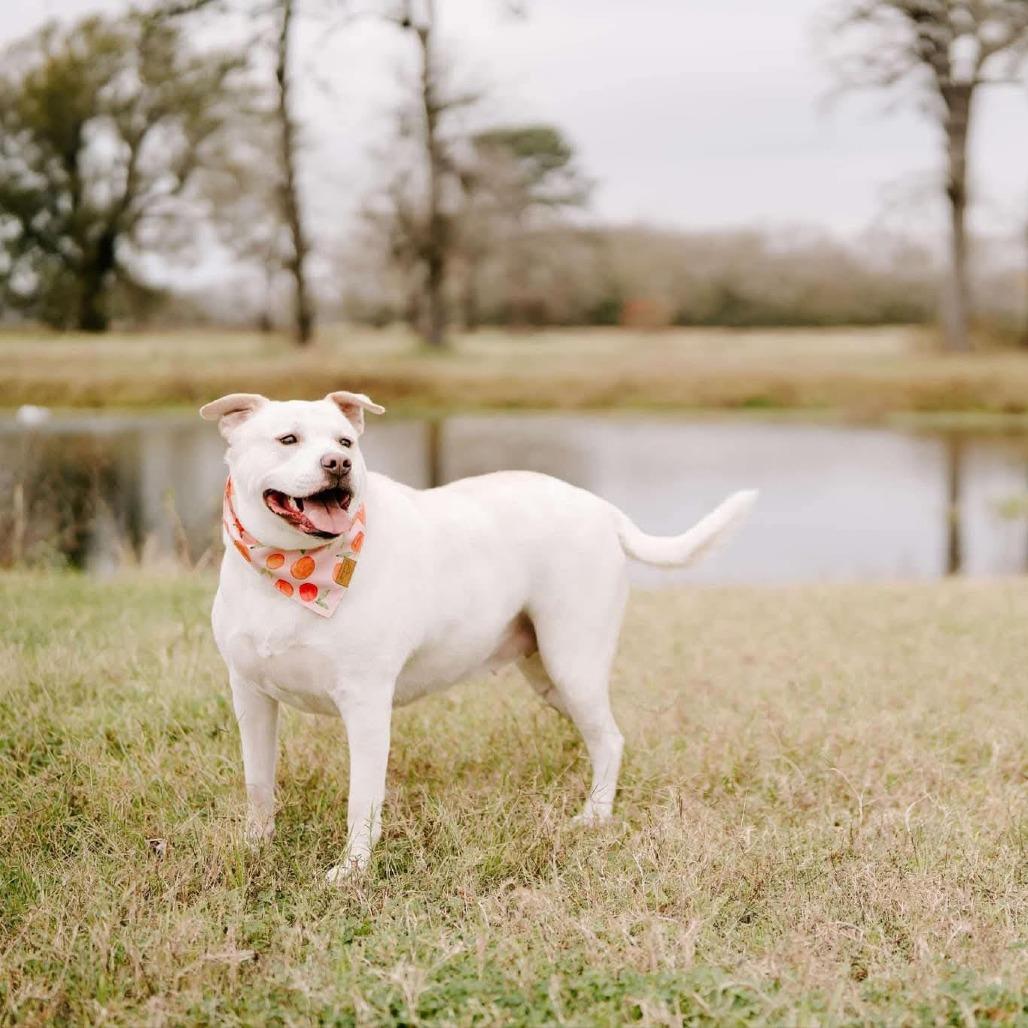 Mabel, Adoptable, Adult Female Labrador Retriever & Mixed Breed.