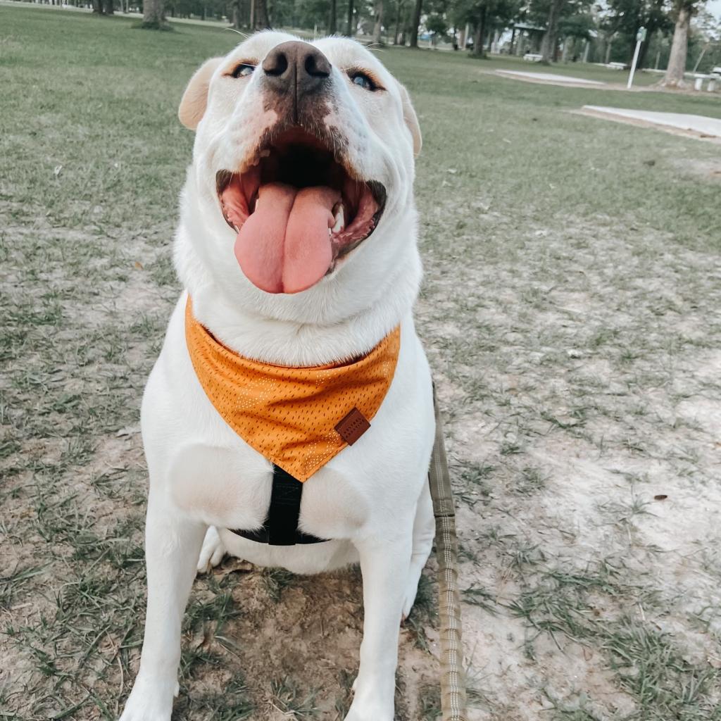 Enlarge Mabel, a Adoptable mixed breed in Houston, TX image 2/6