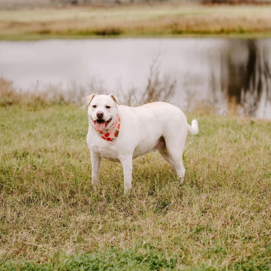 Enlarge Mabel, a Adoptable mixed breed in Houston, TX image 3/6