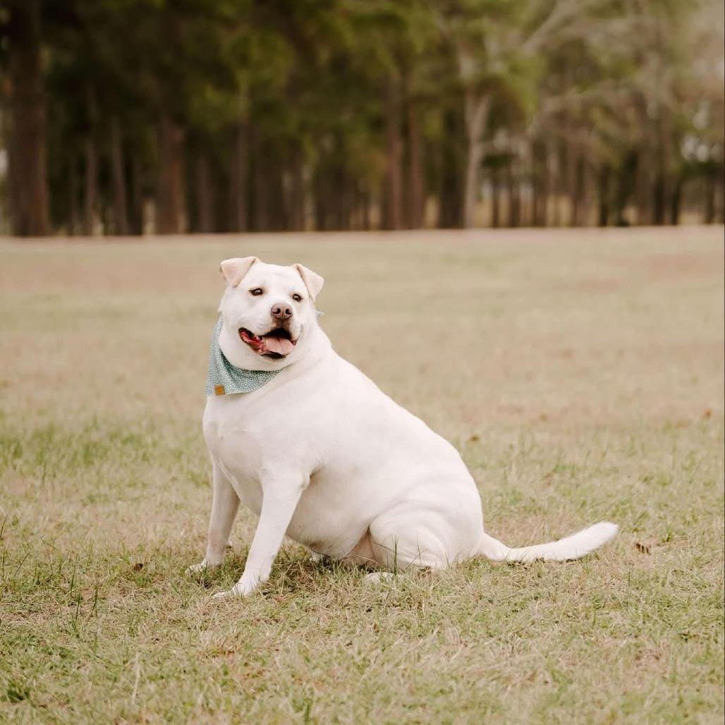 Enlarge Mabel, a Adoptable mixed breed in Houston, TX image 4/6