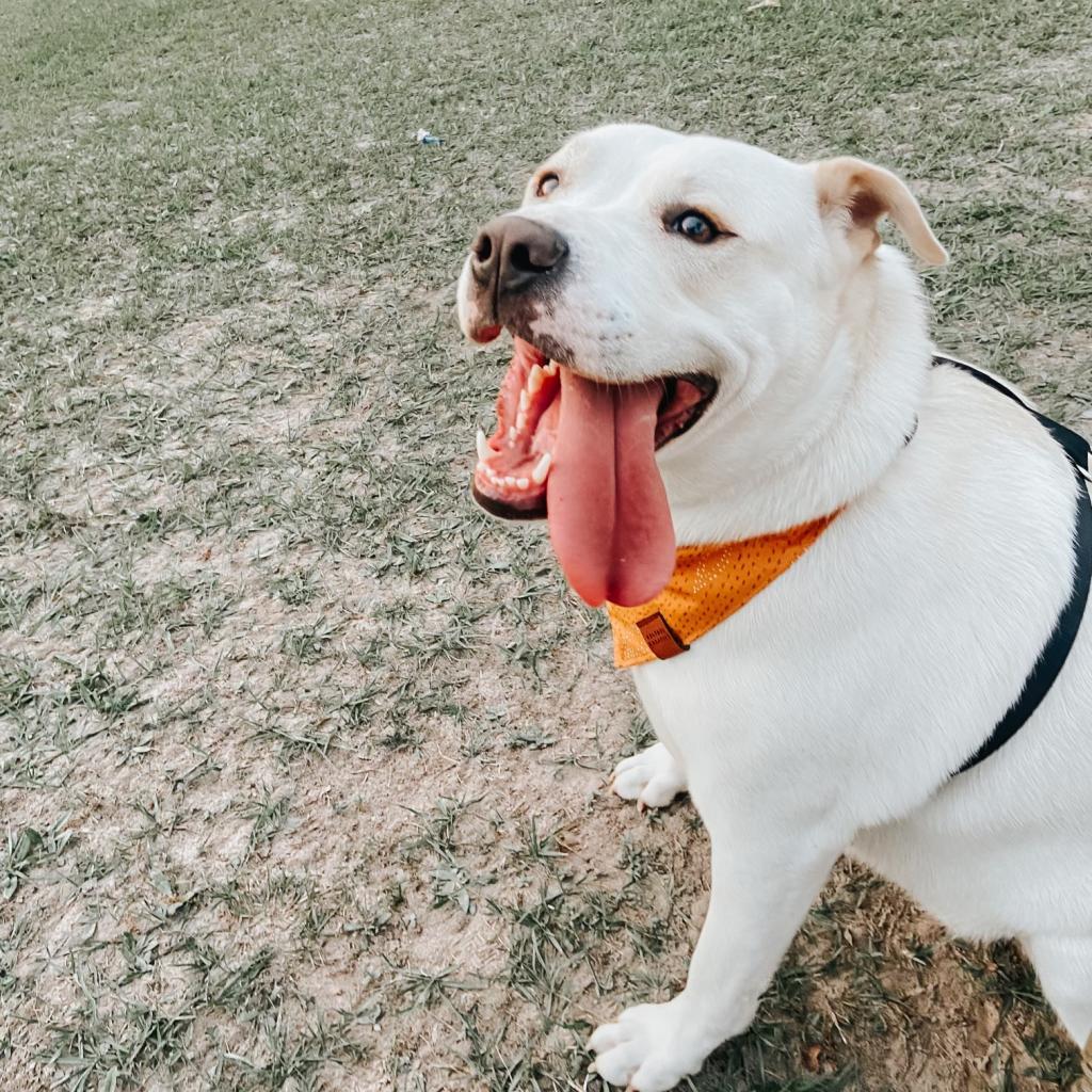 Enlarge Mabel, a Adoptable mixed breed in Houston, TX image 5/6