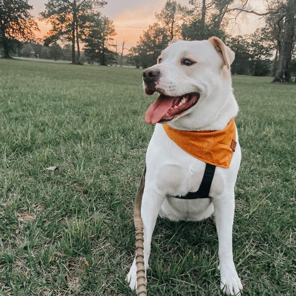 Enlarge Mabel, a Adoptable mixed breed in Houston, TX image 6/6