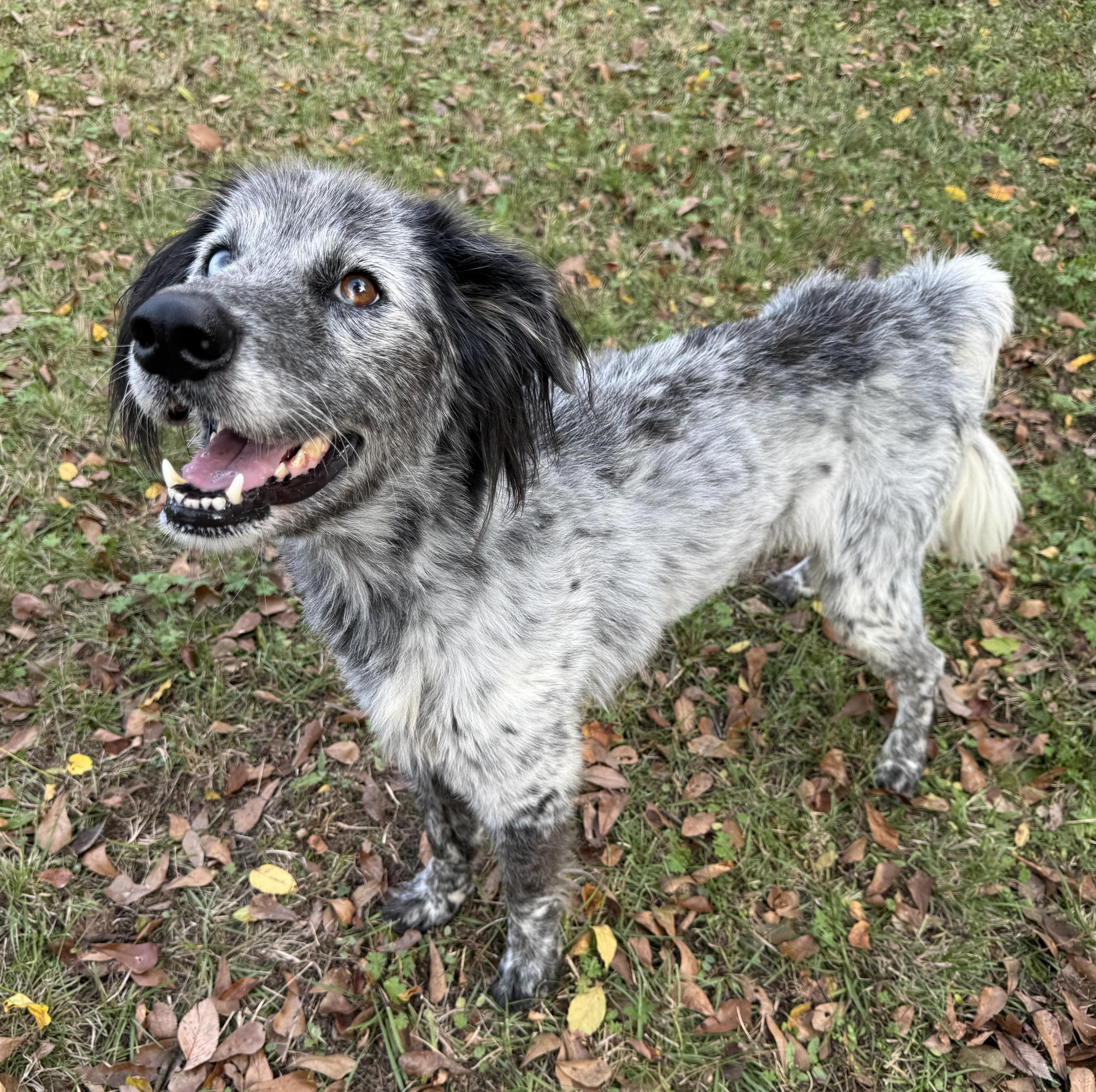 Shaggy — thumbnail 2