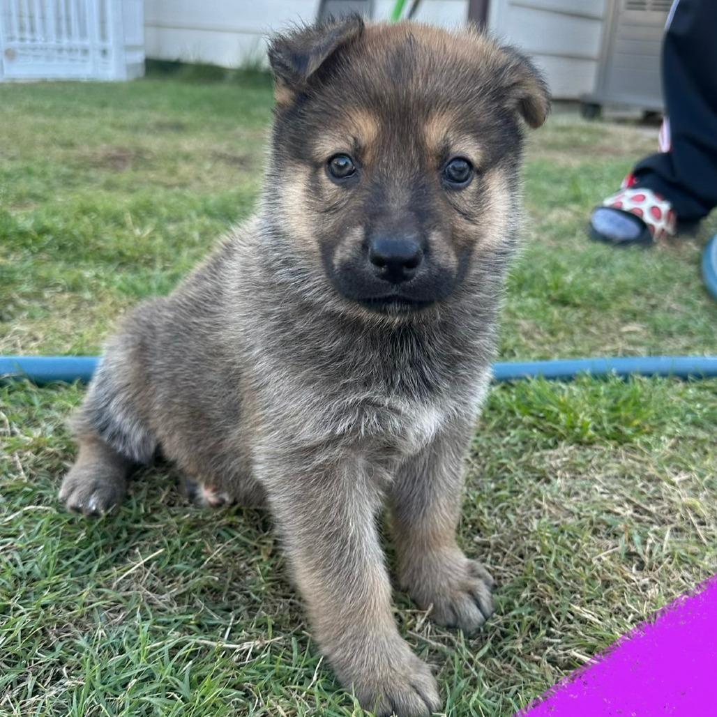 Twix, Adoptable, Puppy Female German Shepherd Dog.
