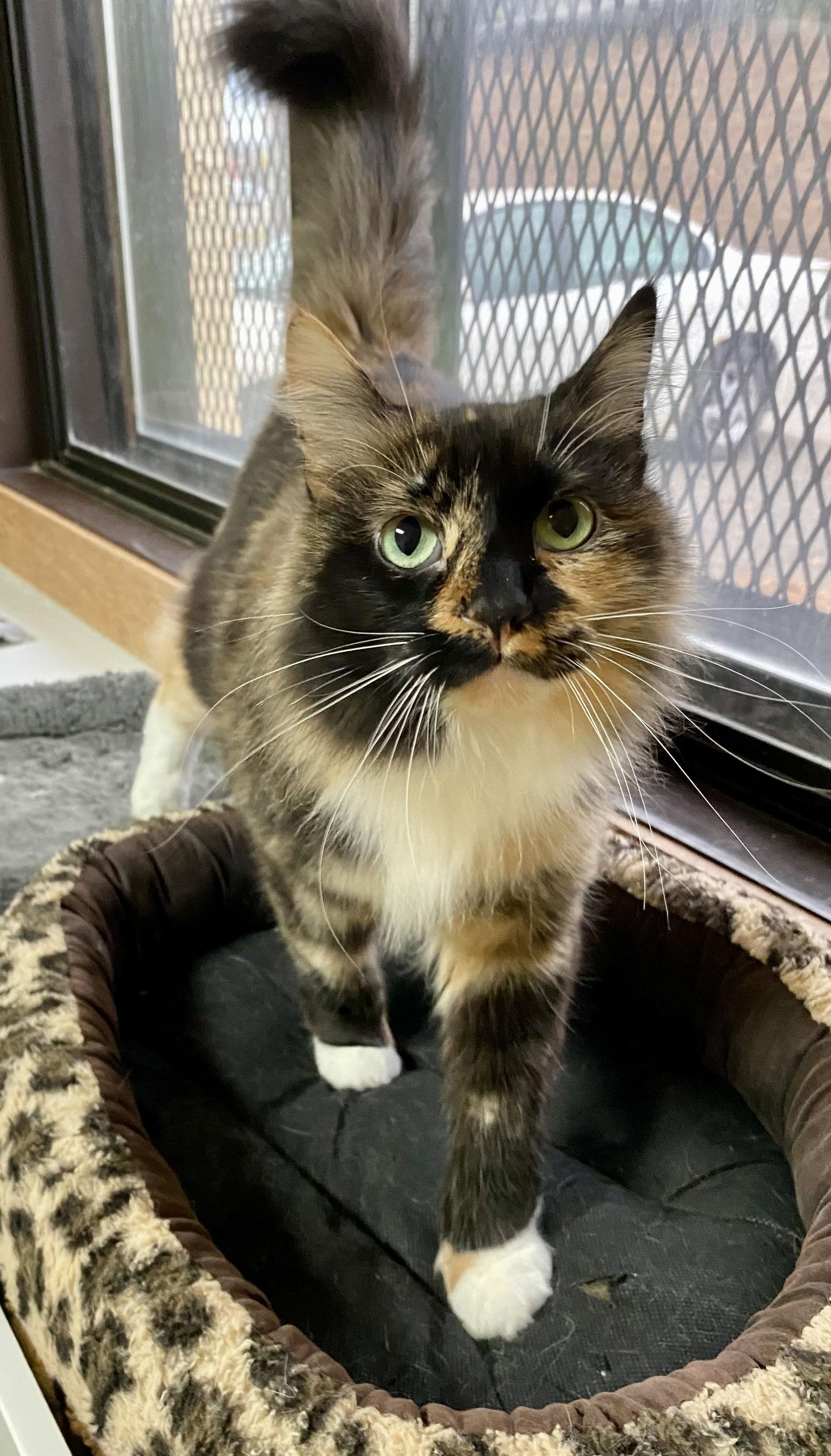 Vivian, Adoptable, Adult Female Domestic Long Hair & Tortoiseshell.