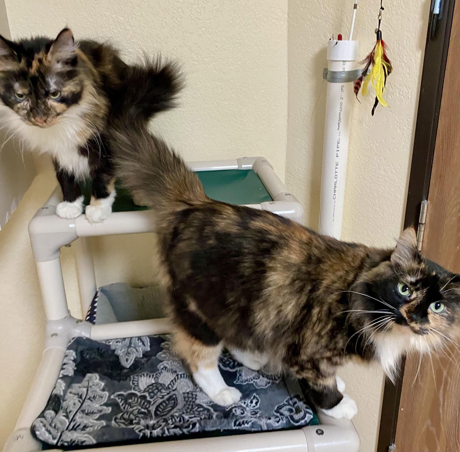 Enlarge Vivian, a Adoptable mixed breed in Fargo, ND image 2/3