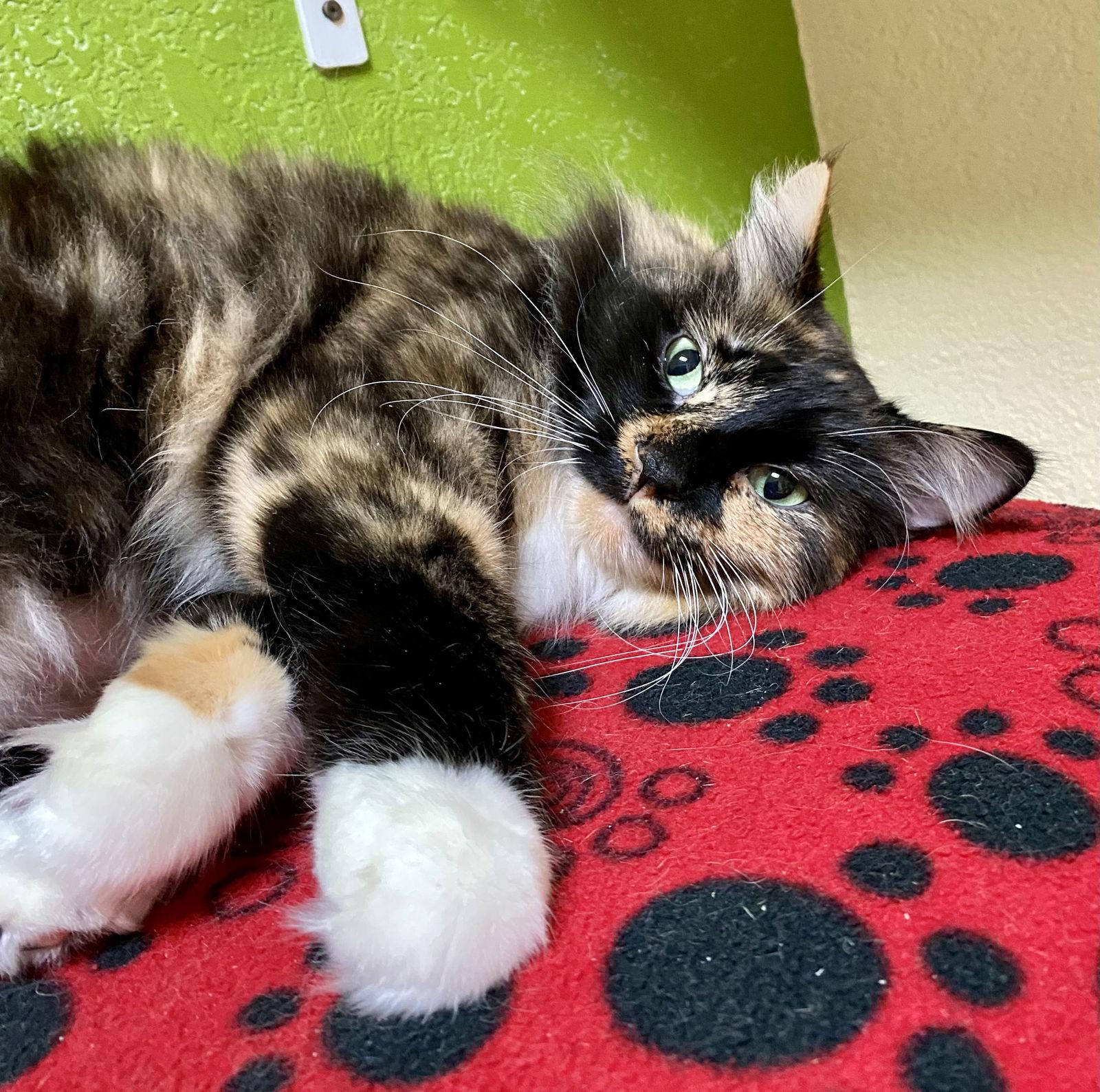 Enlarge Vivian, a Adoptable mixed breed in Fargo, ND image 3/3