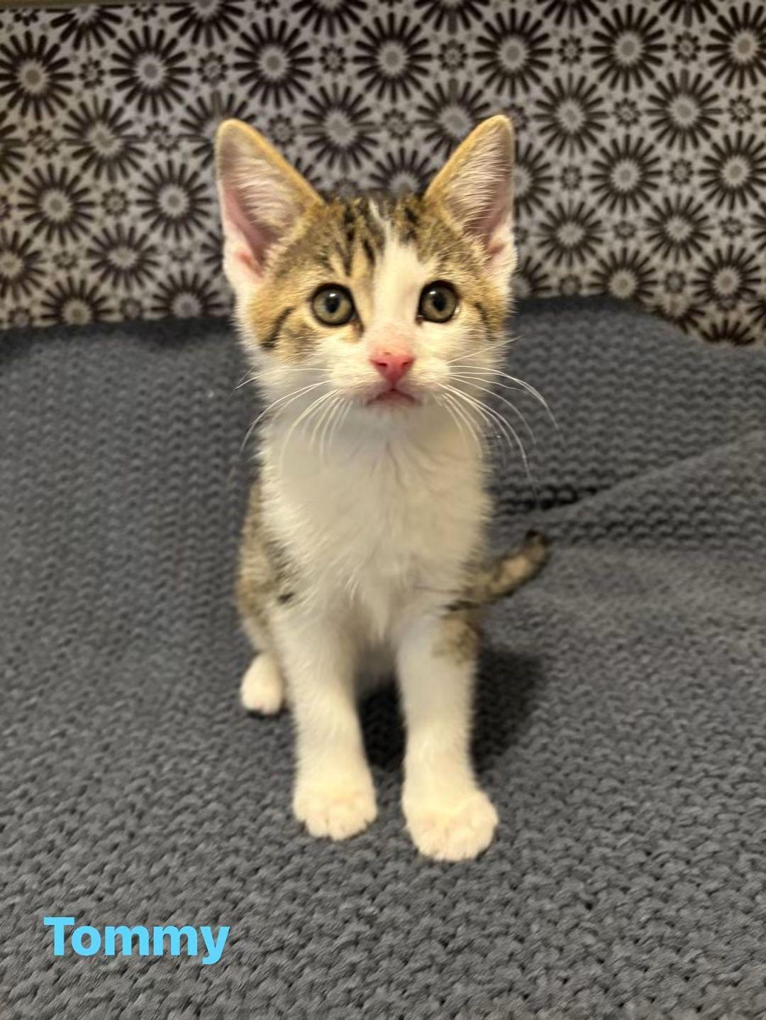 Tommy, Adopted, Kitten Male Domestic Short Hair.