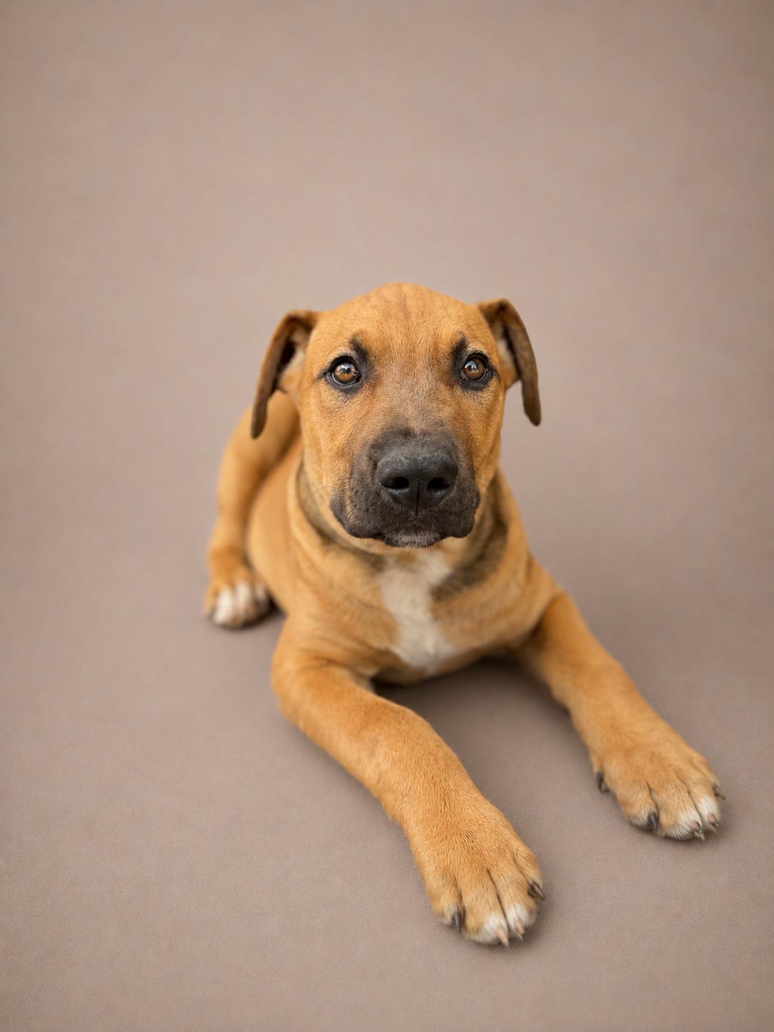 Enlarge Juno, a Adoptable mixed breed in Perris, CA image 1/1