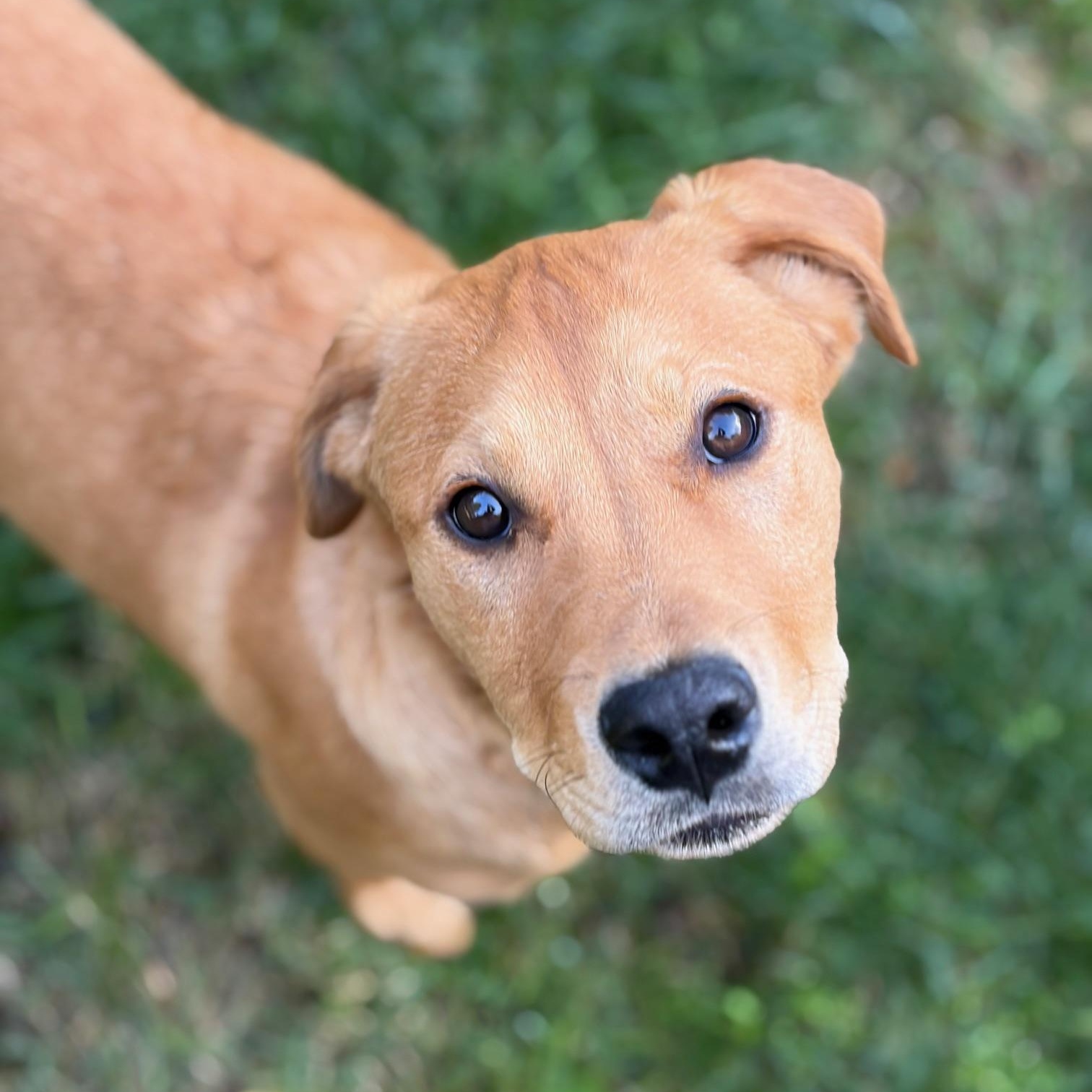 Enlarge Ollie, an adopted Labrador Retriever in San Francisco, CA image 4/6