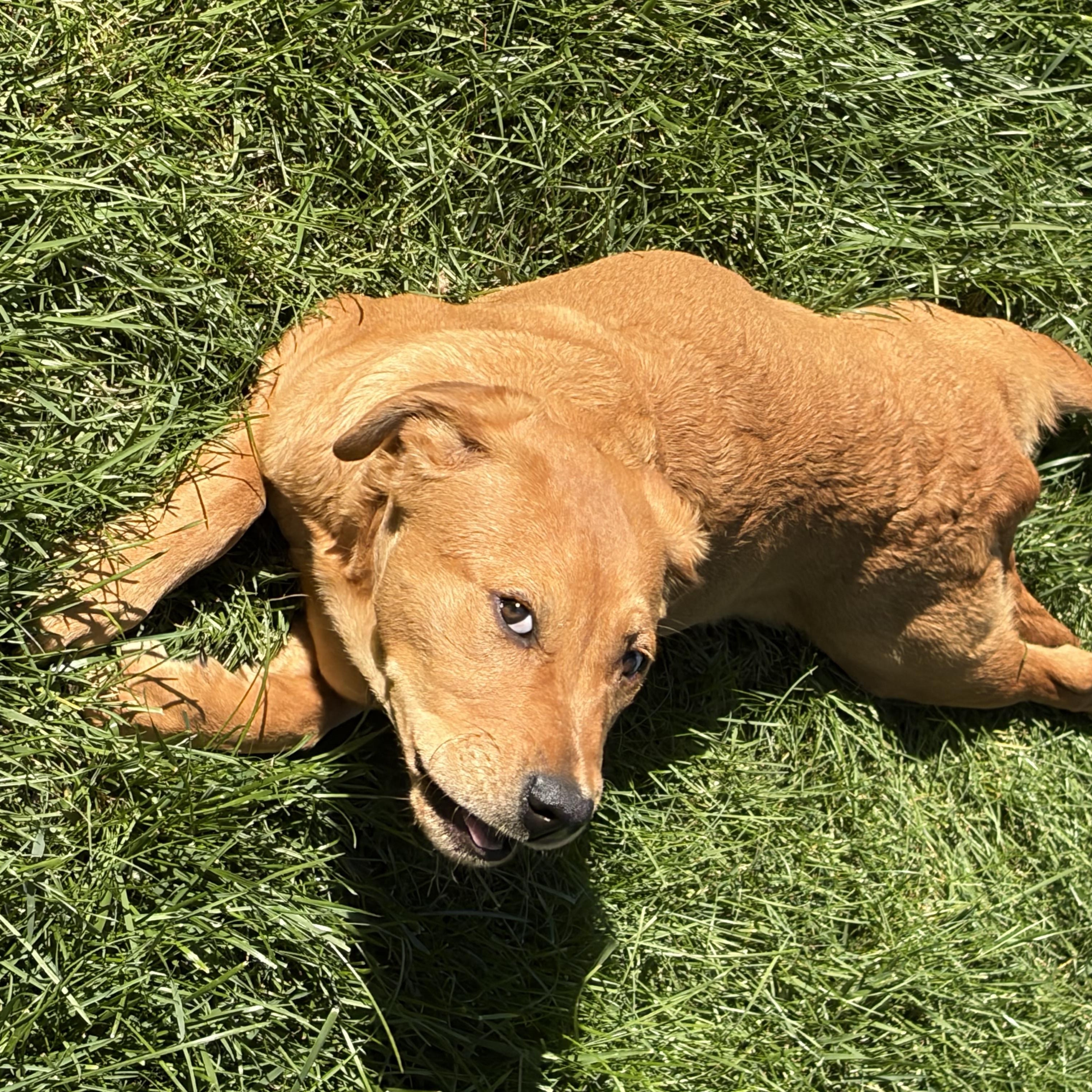 Enlarge Ollie, an adopted Labrador Retriever in San Francisco, CA image 6/6