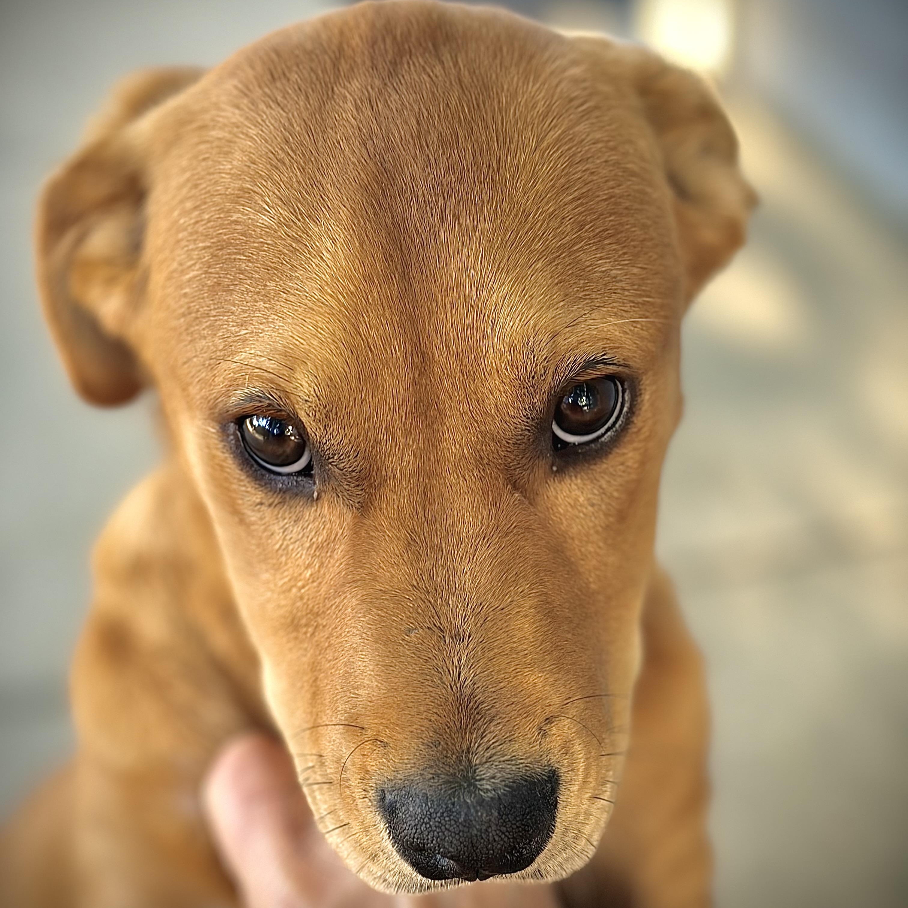 Enlarge Ollie, an adopted Labrador Retriever in San Francisco, CA image 2/6
