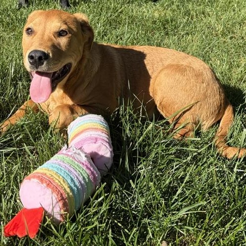 Enlarge Ollie, an adopted Labrador Retriever in San Francisco, CA image 5/6