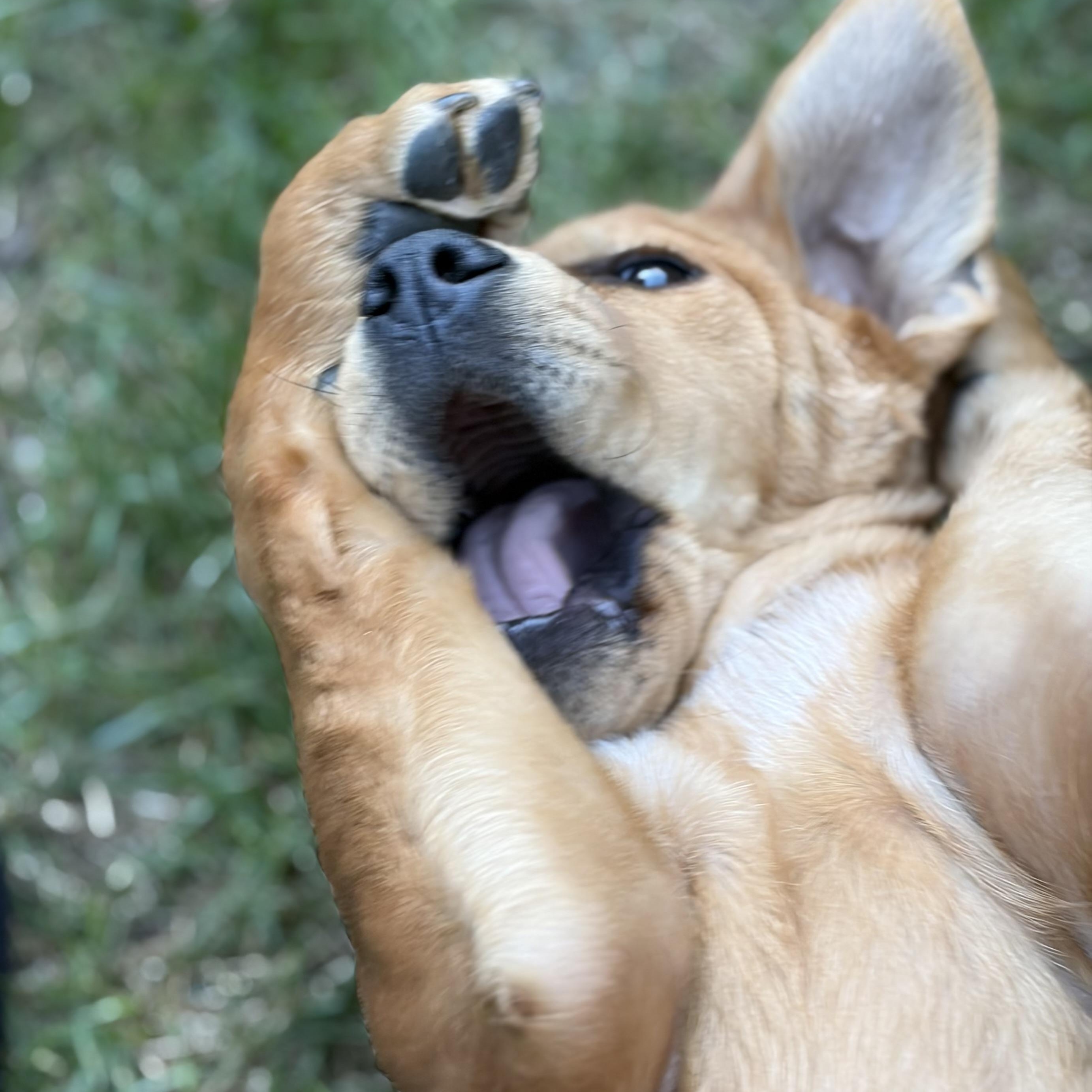 Enlarge Ollie, an adopted Labrador Retriever in San Francisco, CA image 3/6