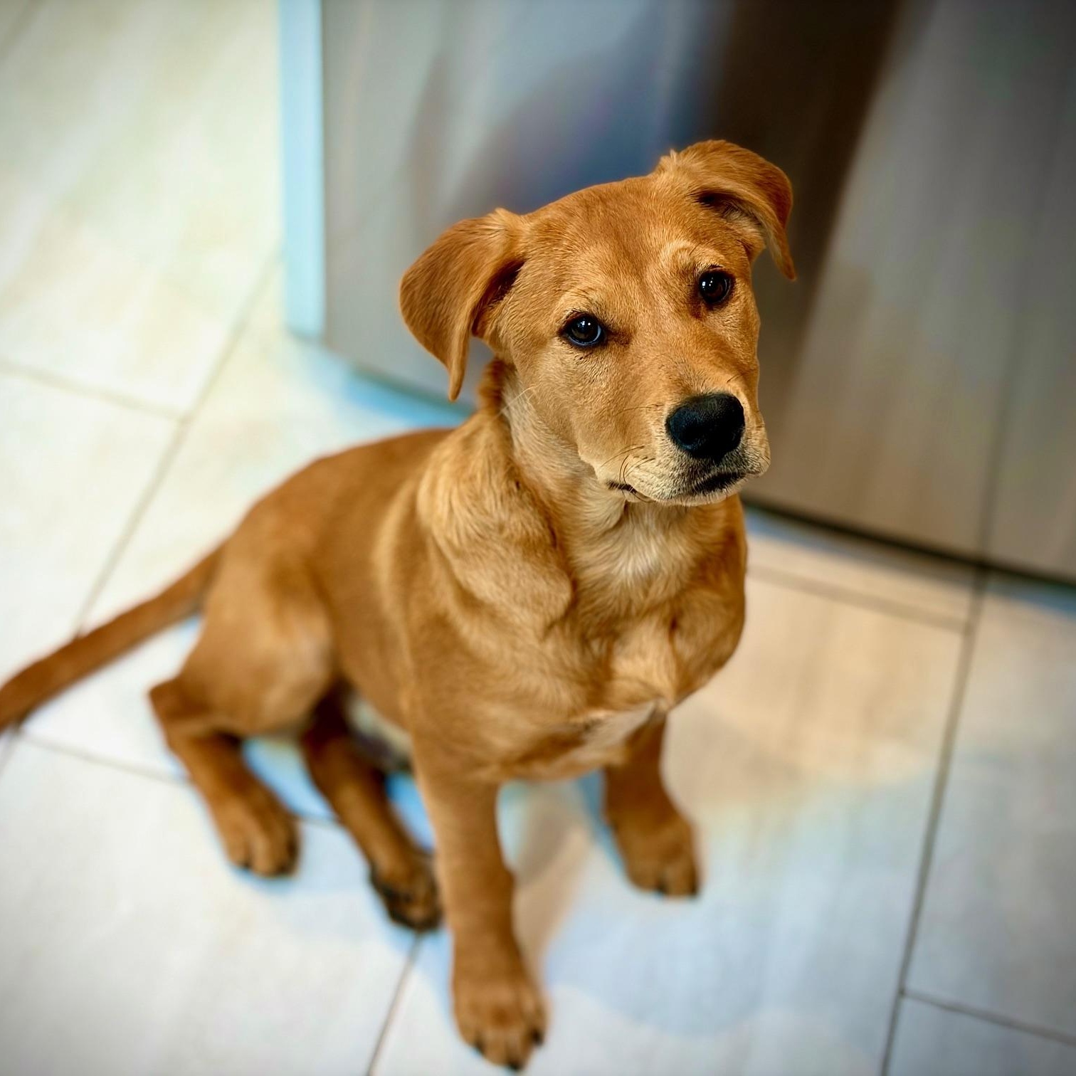 Enlarge Ollie, an adopted Labrador Retriever in San Francisco, CA image 1/6