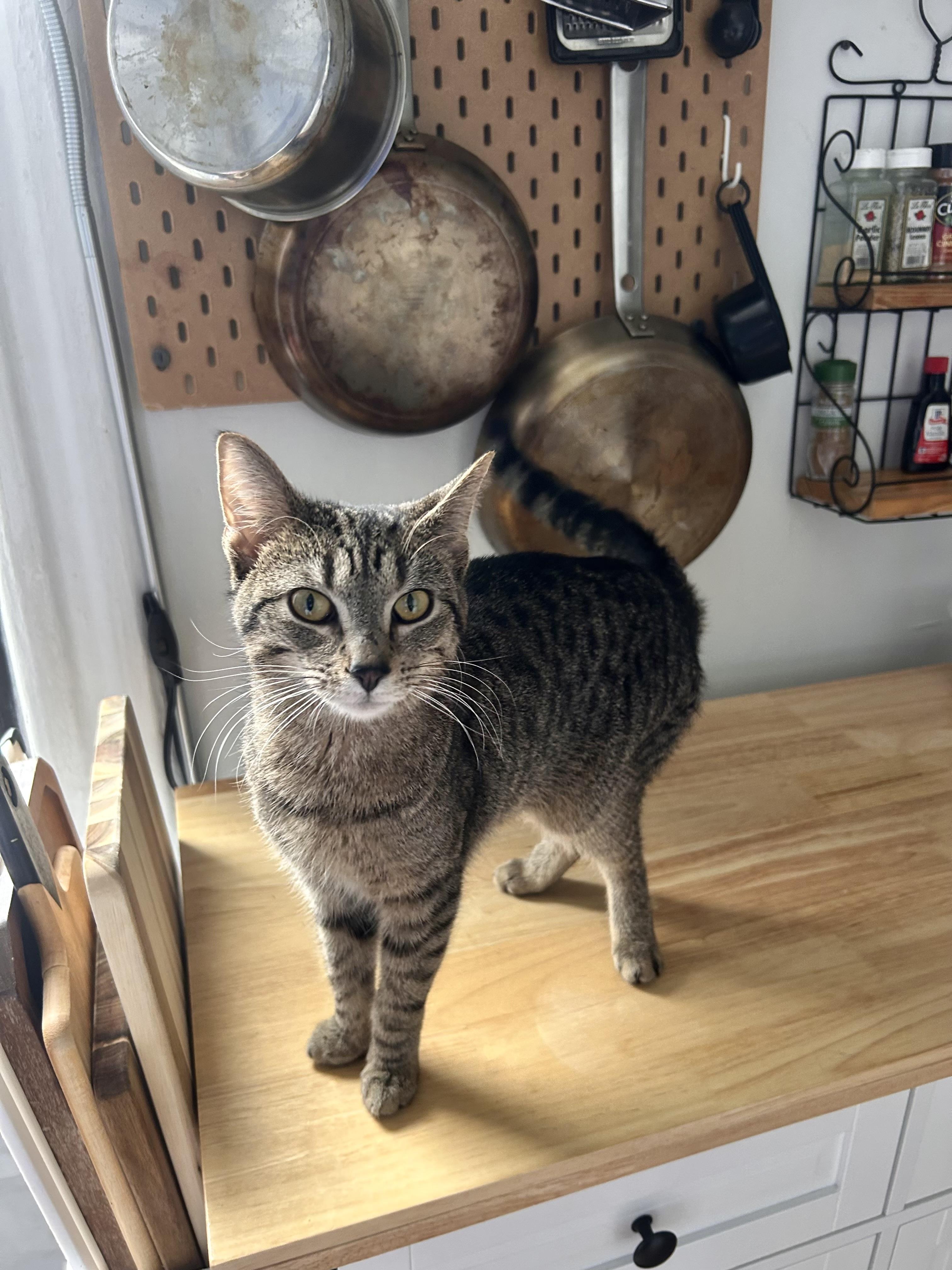 Enlarge Serafino, a ADOPTABLE Domestic Short Hair in Brooklyn, NY image 4/6