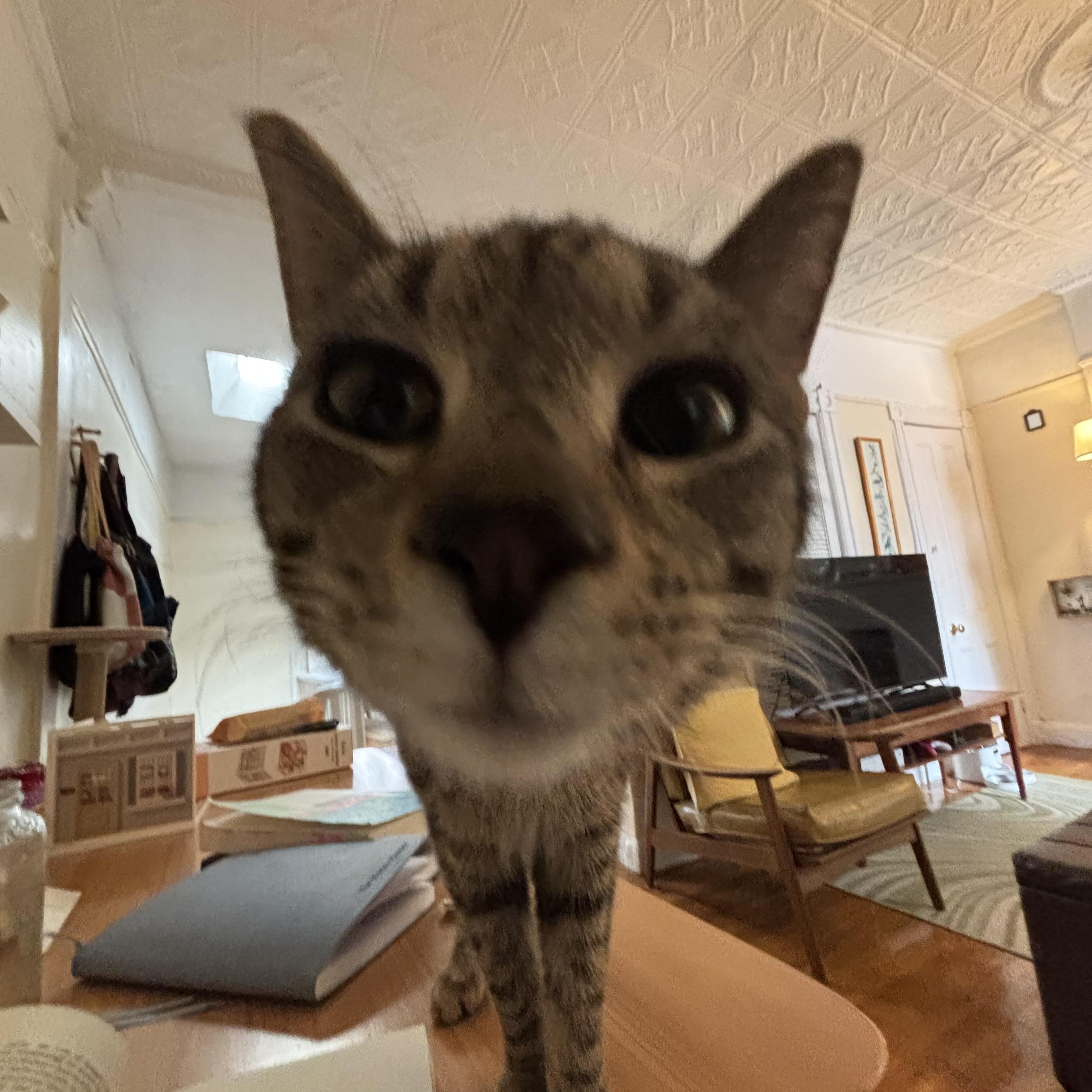 Enlarge Serafino, a ADOPTABLE Domestic Short Hair in Brooklyn, NY image 6/6