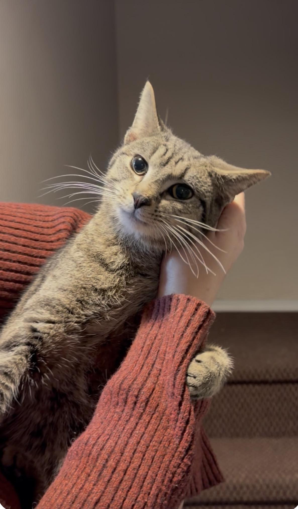 Enlarge Serafino, a ADOPTABLE Domestic Short Hair in Brooklyn, NY image 1/6