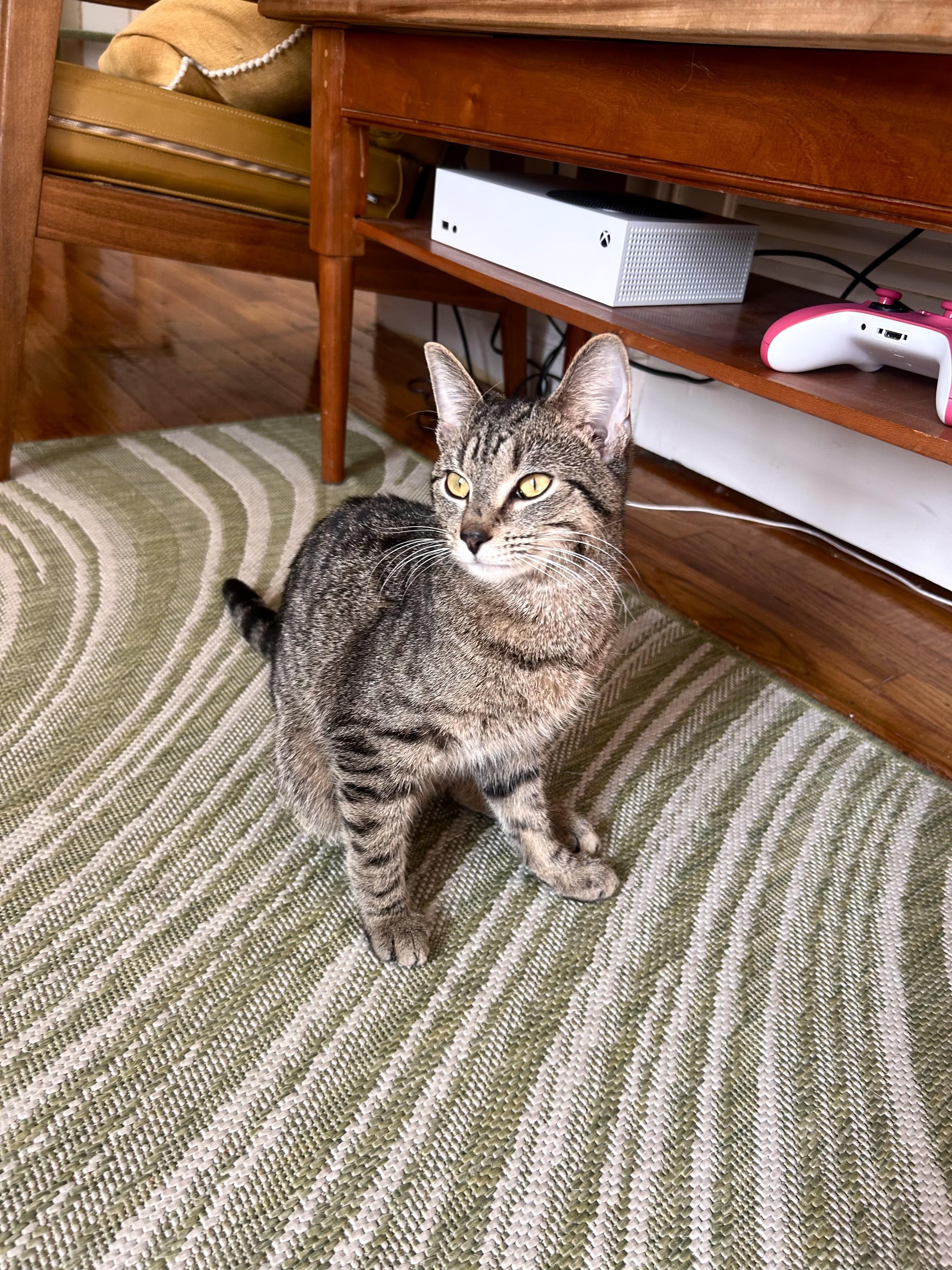 Enlarge Serafino, a ADOPTABLE Domestic Short Hair in Brooklyn, NY image 3/6