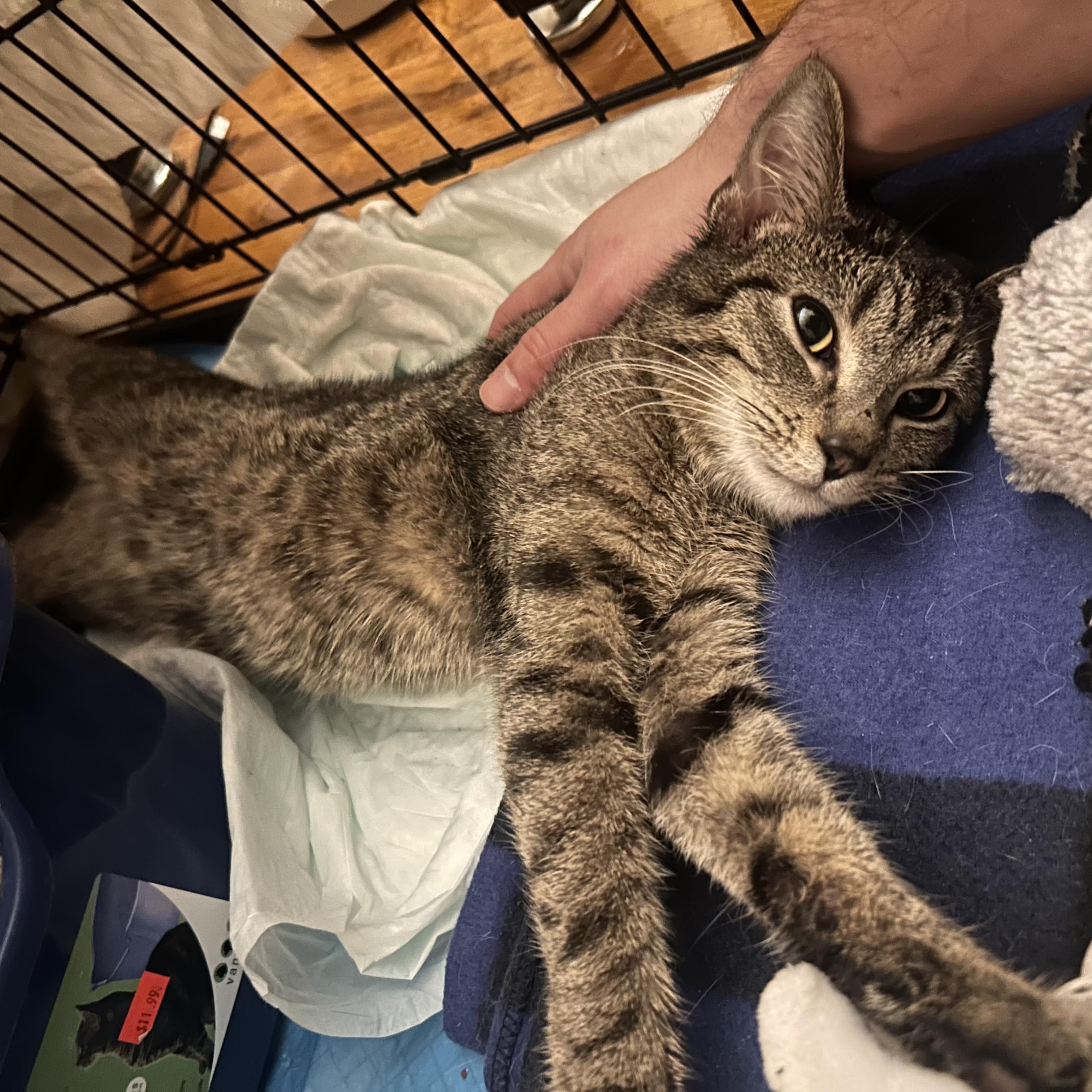 Enlarge Serafino, a ADOPTABLE Domestic Short Hair in Brooklyn, NY image 2/6