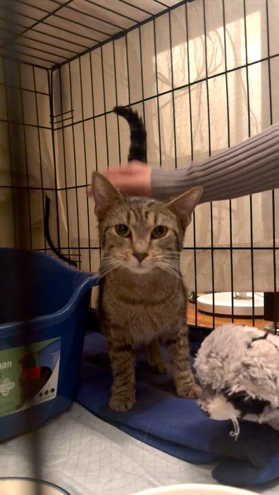 Enlarge Serafino, a ADOPTABLE Domestic Short Hair in Brooklyn, NY video 5/6